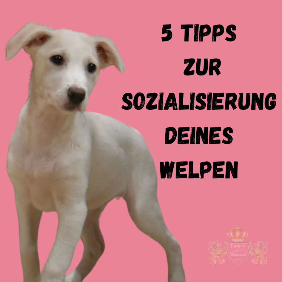 Die richtige Sozialisierung deines Welpen ist der Schlüssel für seine sichere und selbstbewusste Entwicklung. Eine erfolgreiche Sozialisierung ist essenziell für die Entwicklung deines Welpen. Mit diesen 5 Tipps bereitest du deinen Hund optimal auf seine Umwelt vor. #WelpenSozialisierung #WelpenErziehung #HundeSozialisierung #WelpenAlltag #WelpenEntwicklung #WelpenLeben #Welpenlernen #Hundewelpen #Hundetraining #WelpenTraining #Welpenwelt #HundeErziehung #Hund #WelpenPflege #WelpenTipps