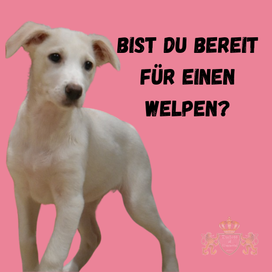 Bist du bereit für einen Welpen? Erfahre hier die wichtigsten Fragen, die du dir stellen solltest, bevor du einen Hund adoptierst. Die Entscheidung, einen Welpen in dein Leben zu holen, will gut überlegt sein. Hier findest du heraus, ob du wirklich bereit für die Verantwortung bist. bereit für einen Welpen, Welpe Verantwortung, Welpe Entscheidung, Welpen Adoption, Welpen Anschaffung, Welpen Alltag, Welpen Haltung, Welpe Lebensstil, Hund Welpen Vorbereitung, Welpen Einzug, Welpen Entscheidungshilfe, Welpen Erziehung, Hundewelpen Adoption, Welpe Adoption Plan, Welpen Bereitschaft, Welpen Checkliste, Welpen Fragen, Welpe ja oder nein, Welpen Lebensstil, Welpe Familienleben, Welpe Beruf, Welpe Alltag organisieren, Welpe Zeitplan, Welpen Pflege, Welpen Tipps, Hundewelpen, Welpe mit Familie, Welpen Verantwortung teilen, Welpen Aufwand, Welpe Vorbereitung, Welpen Planung, Welpe Lebensstil anpassen, Welpen Entscheidungshilfe, Welpe richtig erziehen, Welpe Verantwortung übernehmen, Welpe Familienmitglied, Welpe richtig halten, Welpen Alltag planen, Welpen Adoption Schritt für Schritt