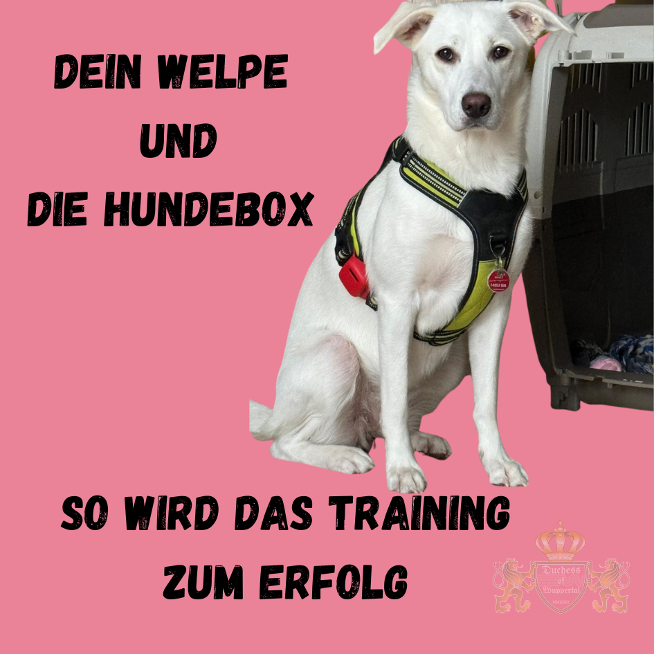 Erfahre, wie du deinen Welpen an die Hundebox gewöhnst. Unsere Schritt-für-Schritt Anleitung macht das Boxentraining zum Erfolg. Deinen Welpen an die Hundebox zu gewöhnen ist ein wichtiger Schritt für seine Sicherheit und Wohlbefinden. Erfahre, wie du das Boxentraining erfolgreich gestaltest und deinem Welpen die Box als Rückzugsort nahebringst. Welpe an Hundebox gewöhnen, Hundebox Training Welpe, Boxentraining Hund, Welpen an Box gewöhnen, Hundebox richtig nutzen, Hundetraining Hundebox, Welpe Hundebox Anleitung, Welpen Boxentraining erfolgreich, Hundewelpen Box gewöhnen, Welpen an die Box gewöhnen, Hundebox für Welpen, Welpe sicher in der Hundebox, Boxentraining Hund erfolgreich, Welpe an Box heranführen, Hund in Hundebox trainieren, Welpen an Box gewöhnen Anleitung, Hundewelpen sicher in Box, Welpen Rückzugsort Box, Welpen Boxentraining, Welpen Box erfolgreich, Hund Boxen Training, Welpen sicher in der Box, Welpenbox Training, Hundebox gewöhnen Hund, Welpen sicher in der Box, Welpe Rückzugsort Box, Welpen Boxengewöhnung, Hund richtig in Box trainieren, Welpen an Box gewöhnen Tipps, Hundebox richtig nutzen Welpe, Welpe in der Hundebox sicher, Hundebox für Welpen richtig nutzen, Welpen sicher in der Hundebox, Hundetraining Box gewöhnen, Welpen Box Training, Welpe Hundebox Erziehung, Hund richtig in Box, Boxentraining Welpen Tipps