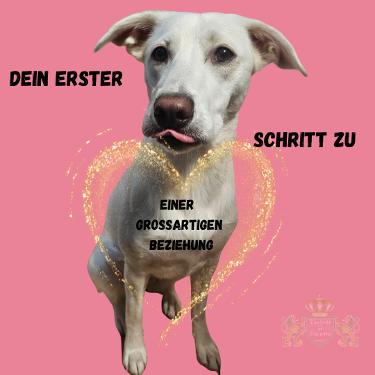 Lerne, wie du von Anfang an eine großartige Beziehung zu deinem Welpen aufbaust und das Vertrauen stärkst. Der Aufbau einer engen Beziehung zu deinem Welpen ist der erste und wichtigste Schritt in der Erziehung. Erfahre, wie du von Beginn an Vertrauen und Nähe zu deinem Hund schaffst. Welpen Beziehung aufbauen, Welpen Vertrauen, Welpen Bindung, Welpen Beziehung stärken, Hund Welpe Beziehung, Welpe Vertrauen aufbauen, Welpe Bindung schaffen, Hund erziehen, Welpen Vertrauen fördern, Welpe erziehen, Welpen Nähe, Hund Welpe, Welpen Vertrauen gewinnen, Welpen Beziehung Tipps, Welpe Beziehung verbessern, Welpengehorsam, Hund Beziehung aufbauen, Welpen Vertrauen zu Mensch, Welpe binden, Welpen Kommunikation, Hundewissen Welpen, Welpen Erziehungsphasen, Welpen Beziehung verbessern, Welpe lernt Vertrauen, Welpen Beziehung aufbauen Techniken, Welpen Alltag, Welpe Bindung vertiefen, Welpe sicher binden, Welpe Vertrauen schaffen, Welpe erzieht Mensch, Welpen Beziehung von Anfang an, Welpe Beziehung Tipps, Welpe trainieren, Welpengehorsam aufbauen, Welpenbindung Techniken, Welpenführung, Welpen Anleitung, Welpe vertrauen lernen