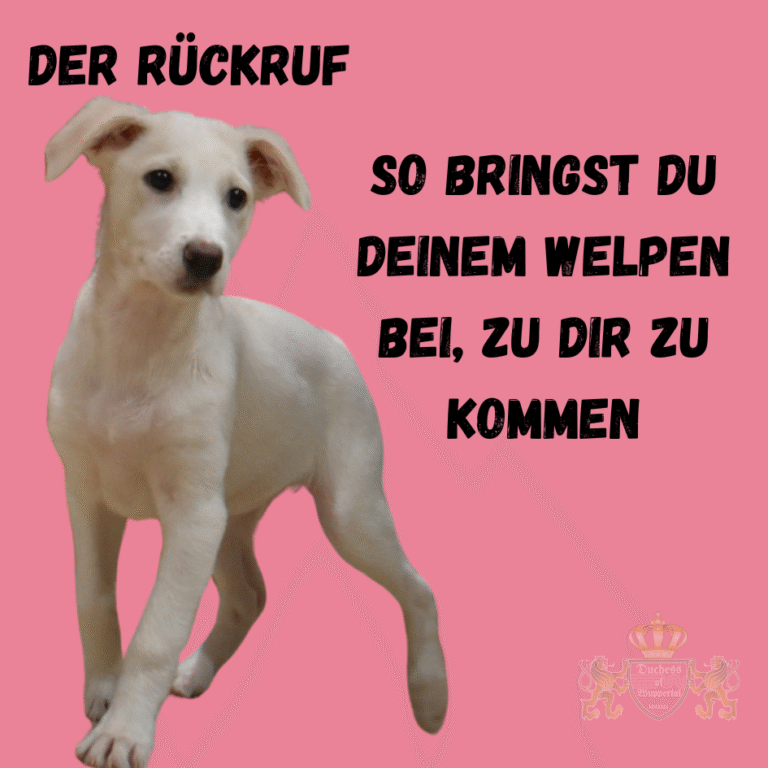 Trainiere den Rückruf deines Welpen. Erfahre, wie du deinem Welpen beibringst, zuverlässig auf das Kommando „Hier“ zu reagieren. Den Rückruf deines Welpen zu trainieren ist eine der wichtigsten Grundlagen für Sicherheit und Kontrolle. Erfahre, wie du deinem Welpen beibringst, zuverlässig auf das Kommando „Hier“ zu reagieren und zu dir zu kommen. Welpen Rückruf trainieren, Welpen Rückruf Kommando, Welpen Rückruf üben, Welpen Hier beibringen, Welpen zuverlässig zurückrufen, Rückruf Hundetraining, Welpen Rückruf erfolgreich, Hund Rückruf lernen, Welpen richtig zurückrufen, Welpen Rückruf Anleitung, Welpen Rückruf Kommando trainieren, Hund Rückruf trainieren, Welpen Rückruf verbessern, Welpen Gehorsam Rückruf, Hundewelpen zurückrufen, Welpen sicher zurückrufen, Hund zuverlässig Rückruf, Welpen Kommando Rückruf, Welpen Rückruf Training, Welpen sicher zurückkommen, Hundetraining Rückruf Kommando, Welpen Kommando Hier, Rückruf für Welpen, Welpen Rückruf Tipps, Welpen Rückruf erfolgreich üben, Hund Rückruf sicher, Welpen sicher zurückkommen, Welpen Kommandos lernen, Hundekommandos Rückruf, Hund Kommandos richtig trainieren, Welpen sicher zurückrufen, Welpen Kommandos beibringen, Welpen Gehorsam Rückruf, Hund sicher zurückrufen, Welpen Training Rückruf, Welpen Hier Kommando, Welpen zuverlässig zurückrufen, Rückruf für Welpen erfolgreich