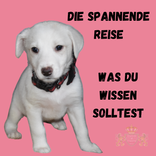 Bereite dich auf die spannende Reise zum Welpen vor. Erfahre alles, was du wissen solltest, bevor der Hund bei dir einzieht. Die Entscheidung, einen Welpen zu adoptieren, ist der Beginn einer spannenden Reise. Es gibt viele Dinge, die du wissen und vorbereiten solltest, bevor der Hund bei dir einzieht. spannende Reise zum Welpen, Welpen Vorbereitung, Welpen Adoption, Welpen Einzug, Welpen Entscheidung, Welpen Leben, Hund Welpen Reise, Welpen Planung, Welpen Familie, Hundewelpen Einzug, Welpen Alltag, Welpen Erziehung, Welpen erste Tage, Welpen Wissen, Welpen Tipps, Welpen Vorbereitungen, Welpe Adoption, Welpen Haltung, Welpen Zuhause, Welpe Training, Hund Welpe Entscheidung, Welpen Bindung, Welpen Einzug vorbereiten, Welpen Adoption Tipps, Welpen Erste Schritte, Welpen Alltagswissen, Welpe lernt Leben, Welpen Beziehung, Welpen Hund Alltag, Welpen Erziehung, Welpenhygiene, Welpen Gehweg, Welpen Reisen, Welpenpflege, Welpen Bedürfnisse, Welpen Adoptionsplan, Welpen Planung, Welpen Schritt für Schritt, Welpen Ratgeber