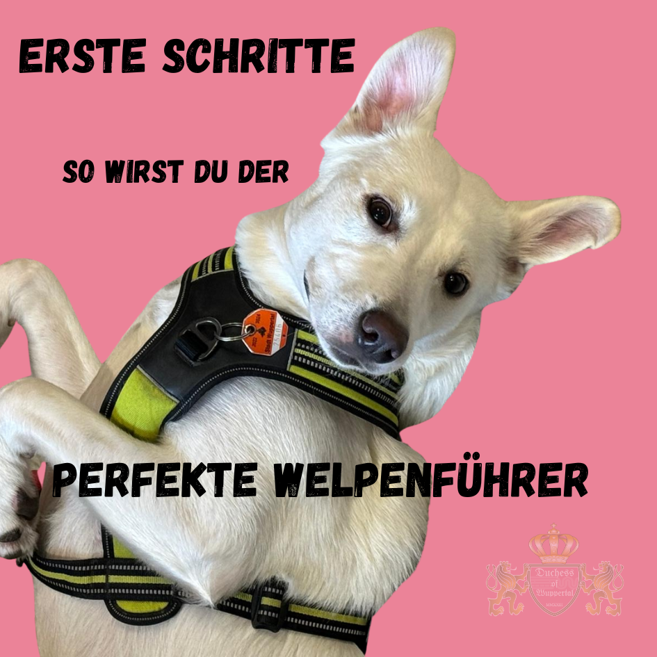 Um ein perfekter Welpenführer zu werden, sind die ersten Schritte in der Erziehung deines Welpen entscheidend. Erfahre, wie du die Beziehung zu deinem Hund von Anfang an richtig aufbaust. Erfahre, wie du der perfekte Welpenführer wirst, indem du die ersten Schritte der Erziehung meisterst. perfekte Welpenführer, Welpenführung, Welpenführer Tipps, Welpenführer werden, Welpenführung Techniken, Welpen Erziehung, Welpengehorsam, Hund erziehen, Welpen Beziehung, erste Schritte Welpenführung, Welpen Alltagsroutine, Welpen Trainer, Welpen Disziplin, Welpen Training, Welpenführungsstrategien, Welpen Anleitung, Welpen richtig führen, Welpen Alltag gestalten, Welpenführer Erfolg, Welpenführungsfehler, Hund Welpenführer, Welpen Lebensphase, Welpenanleitung, Welpen Trainingserfolge, Welpen Verhalten, Welpen gehorsam, Welpenführung lernen, Hund Welpen, Welpen sozialisieren, Welpenführung Erfolge, Welpen Aufgaben, Welpenpflege, Welpen Verhaltenstraining, Welpenführungsideen, Hundekommunikation, Welpentraining, Welpenleben, Welpenbindung, Welpen Lernprozess, Welpenführungsziele