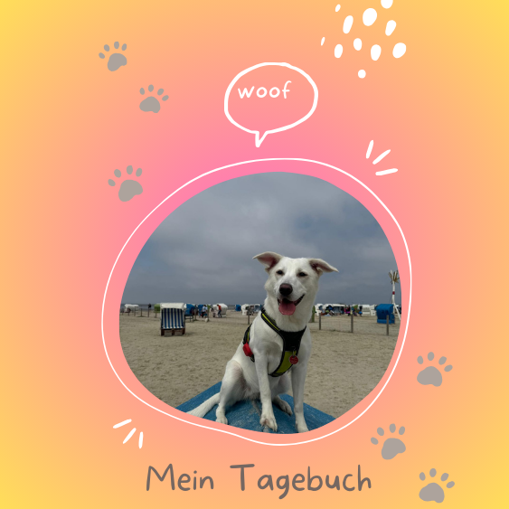 Umzug mit Haustieren, Tipps für Haustierbesitzer, stressfreier Umzug, Haustiere im Umzug, Kimba und Duchess, Umzugsvorbereitung, Hund und Katze umziehen, neue Wohnung für Haustiere, Kauspielzeug für Hunde, Katzen während des Umzugs, Hundeerziehung, Katzenverhalten, Umzugstricks für Haustierbesitzer, Umzug für Hunde und Katzen, ruhiger Umzug mit Tieren, Umzugskartons und Haustiere, Haustiere umziehen, Haustierfreundliche Umzüge, stressfreies Leben mit Haustieren, Haustierbetreuung beim Umzug, Leben mit Hunden und Katzen, neue Umgebung für Haustiere, Umzugstipps für Hundebesitzer, Tipps für Hundetraining, Umzugshelfer für Haustiere, Haustierpflege im Stress, entspannter Umzug mit Tieren, Umzugserfahrungen mit Tieren, Umzugsgeschichten, Umzug und Tierbetreuung, Haustiere sicher im Umzug, Stressreduktion für Haustiere beim Umzug, neue Heimat für Tiere, Kimba und Duchess beim Umzug. Duchess im Lieblinkspark, Schniewindscher Park, Hund und Krähen, entspannter Hundetag, Hundebegegnungen im Park, Duchess mit anderen Hunden, Krähen im Park, Hund und Natur, entspannte Zeit mit Hund, Hundeliebe im Park, Parkabenteuer mit Duchess, Lieblinkspark Elberfeld, Hund und Katze Freundschaft, Balisto der Kater, Ausflüge mit Hund, Hund im Freien, entspannter Parkbesuch, Hund und Vögel beobachten, Natur mit Hund, Hund und Krähen Abenteuer, freundlicher Hund, Duchess im Freien, entspannte Spaziergänge, Hund und Freundschaft, Hund und Katze Abenteuer, Leben mit Hund, Hund und Naturerlebnis, Erlebnisse im Lieblinkspark, Hundetraining im Park, entspannte Stunden im Park, Parkspaziergang mit Hund, Ausflüge mit Hund und Katze. Duchess auf den Rheinwiesen, Düsseldorf Rheinwiesen, Krähenjagd mit Hund, Hund jagt Krähen, Rheinwiesen Düsseldorf mit Hund, Hundesozialverhalten, Duchess und andere Hunde, Balisto und Duchess, Hund und Katze Freundschaft, Duchess und Balisto, Freundschaft zwischen Hund und Katze, Hund jagt Vögel, Krähen und Hunde, Ausflug mit Hund Düsseldorf, Hundewiesen Düsseldorf, Rheinwiesen für Hunde, Duchess und ihre Freunde, Krähenjagd auf den Wiesen, Balisto umgarnt Duchess, Katze und Hund verstehen sich, tierische Freundschaften, offene Hunde, Duchess Freundlich zu Hunden, Hund und Katzenbeziehung, Freundschaft zwischen Haustieren, Rheinwiesen Düsseldorf Krähen, Hundeausflug Düsseldorf, Hunde und Krähen, Duchess und Düsseldorf, Balisto schmiegt sich an Duchess, Tiere kuscheln, lustige Tierfreundschaften, Katze schmiegt sich an Hund, Alltag mit Duchess und Balisto, Rheinwiesen und Hunde, Hundeabenteuer Rheinwiesen, Duchess und ihre Abenteuer, Hund jagt Krähen Düsseldorf. Entspannte Woche, Umzugsruhe, Ruhe vor dem Umzug, Entspannte Hunde, Duchess und Kimba, Alltag mit Hunden, normales Leben mit Hunden, Kündigung Wohnung, Umzugsvorbereitung, Hunde entspannen, Hundealltag, Gassirunden, Hundetraining, normale Woche mit Hunden, Hundepause, Ruhephase mit Hunden, ruhiger Hundealltag, keine besonderen Vorkommnisse, Hunde und Ruhe, Entspannung für Hunde, Vorbereitungen für den Umzug, Ruhe für Duchess und Kimba, entspannte Zeit mit Hunden, Hunde und Alltag, ruhige Gassirunden, Alltag mit Duchess, Alltag mit Kimba, entspannte Hundezeit, keine besonderen Hundeevents, normale Woche mit Haustieren, hundefreundliche Wohnungskündigung, Entspannungspause für Hunde, Vorbereitungen auf den Umzug, Hundepause vor dem Umzug, keine Hunde-Eskapaden, normale Woche ohne Action, ruhige Hundetage, Wohnungskündigung und Umzug, Umzugsplanung mit Haustieren, Entspannung für Haustiere, Hundealltag vor dem Umzug, Umzug nach Norden, neues Zuhause für Duchess, Leben in Norden, Umzug mit Hunden, Wattenmeer, frische Luft Norden, Hunde und Wattenmeer, Hunderegister Niedersachsen, neues Leben für uns, Hausärztliche Versorgung Norden, Umzugstermin 22.10.2024, Urlaub vs. Leben in Urlaubsregion, Natur im Norden, Umzug mit Kimba, neues Revier für Duchess, Niedersachsen Hunderegister, Hundebesitzer in Norden, Hundetraining im Norden, Hundewanderungen Wattenmeer, frische Luft für Hunde, klimatisches Leben im Norden, Hundebesuch in Norden, zentralisiertes Hunderegister, Neubeginn in Urlaubsregion, Umzugserfahrungen mit Haustieren, Hundetraining in Urlaubsregion, Umzugserfahrung mit Duchess, familiäre Veränderungen durch Umzug, freundliches Klima für Hunde, Nordsee und Hunde, Leben in Niedersachsen, Umzug in die Natur, Revierwechsel für Hunde, Hundebetreuung nach Umzug, Umzug mit Haustieren, Hunderegister Deutschland, Haustiere und Umzug, Hundefreundliches Norden, neues Leben für Duchess, neue Umgebung für Kimba, Haustierfreundliches Niedersachsen, Abenteuer Umzug mit Hunden Duchess im Exil, Hund Umzug, Haustiere im neuen Zuhause, Wuppertal Hund, neues Zuhause mit Hund, Hundebesichtigung, neues Haus mit Hund, Hund in Norden, Duchess, Hund und Umzug, Kimba und Duchess, Hund und Katze zusammen, Haustier harmonisch zusammenleben, Hundebetreuung, Hundeblog, Umzug mit Hunden, Hund im Fokus, Hund und Stadtwechsel, Hundeliebe, Hundeerziehung, Hund sozialisieren, neue Umgebung für Hund, Hundestress vermeiden, Hundekumpels, Haustiere integrieren, Umzug mit Haustieren, Wuppertaler Hund, Hundebesitzer in Wuppertal, Hundetraining im neuen Zuhause, Hundesozialisierung, Hund im Mittelpunkt, Hundetraining und Umzug, Hundeverhalten bei Umzug, Hund im neuen Haus, Hund und Katzen im neuen Heim, Hundebetreuung Tipps, Hunde und Katzen zusammenführen, stressfreier Umzug mit Hund, stressfreier Umzug mit Haustieren, Wuppertal Umzug mit Hund, harmonisches Zusammenleben Haustiere, Hund und Wohnungssuche Abschied von Duchess, Besuch Norddeich, Kimba und Duchess, Hundebetreuung Wuppertal, Duchess im Zug, Rückfahrt mit Hund, Hundetipps Zugreise, Oldtimerausstellung Norddeich, Hundewelpe Erziehung, Duchess und Kimba, Hund Sozialisierung, Duchess Erfahrung Zug, Hund an Autos gewöhnen, Welpentraining Norddeich, Hundeverhalten Tipps, Welpenfreundschaft, Wiedersehen Hund und Katze, Welpe Zugfahrt, Kimba Reaktion, Duchess Hundebesuch, Verabschiedung Hund, Hundetraining Wuppertal, Kimba Duchess Begrüßung, Duchess Reaktion Abschied, Hundeverhalten Besuch, Hund in Norddeich, Oldtimerausstellung mit Hund, Besuchstage mit Hund, Hund an Reisen gewöhnen, Hund und Welpe Freundschaft, Duchess und Norddeich, Rückfahrt mit Welpe, Hundesozialisierung, Abschied Pipi Augen, Oldtimer Wuppertal, Hundebetreuung Norddeich, Duchess und Dennis, Hund und Verabschiedung, Besuchstage Hund, Hundereisen Planung, Hundeausflug Norddeich, Besuch und Verabschiedung Hund #ErsteTageDuchess #WärmeUndGeborgenDuchess der Hund Hundebesuch mit Duchess Duchess in Norddeich Urlaub mit Duchess Duchess am Hundestrand Duchess im Zug Zugreise mit Duchess Duchess und ihre Abenteuer Duchess und Familienzeit Duchess beim Hundetraining Duchess bei Oma Biggi Duchess und Kimba Duchess’ Urlaubserlebnisse Duchess im Urlaub Duchess am Strand Hundeurlaub mit Duchess Duchess’ Reise nach Norddeich Duchess und die Nordsee Duchess erkundet Norddeich Duchess und die Ferienwohnung Duchess am Hundestrand Norddeich Duchess beim Spielen Duchess’ Strandtage Duchess und die Zugfahrt Duchess und die Natur Duchess im Familienurlaub Duchess auf Reisen Duchess und Dennis Duchess’ Lieblingsorte in Norddeich Duchess und ihre neuen Freunde heit #DuchessSanfterStart #WelpenLiebe #KuscheligeTage #DuchessErfahrungen #GeborgenheitFürWelpen #SanfteEingewöhnung #DuchessZuhause #WelpenWohlfühlen #KleineDuchess #NeuesWelpenleben #DuchessErsteMomente #WarmeBegrüßung #DuchessLebensstart #WelpenGeborgenheit #BehaglicheMomente #DuchessUndFamilie #WelpenWärme #DuchessSanfteMomente #KuscheligeWelpen #WelpenEingewöhnung #DuchessKuschelzeit #WarmesZuhause #WelpenWohlfühlstart #DuchessLiebe #DuchessErsteTage Bootsausflug mit Hund, Hundebootsausflug, Park Stadsblokken, Hund und Boot, Hundeausflug Niederlande, Urlaub mit Hund, Hundeabenteuer, Hundespaß im Park, Hunde und Boot, Bootsfahrt mit Hund, Kimba und Duchess, Hundetag im Park, entspannt mit Hund reisen, Hundesozialisierung, Hundeausflug planen, Hundebegleiter auf Reisen, stressfreie Bootsfahrt mit Hund, Bootstour mit Hund, Hunde spielen im Park, Tipps für Hundeausflüge, Hundetrainingsmethoden, Hund und Wasser, hundefreundliche Parks, Bootstour mit Welpen, Welpenerziehung unterwegs, Tipps für Ausflüge mit Welpen, Hundetipps für Anfänger, Hund auf Reisen, Hund im Urlaub, Hund und Natur, Reisen mit Hund, Hund und Umwelt, Welpe auf Entdeckungstour, stressfreie Zugfahrten mit Hund, Hund und Zugfahrt, Reisetipps für Hundehalter, Hund im Zug, Welpe auf Boot, Training für Hundeausflüge, Hundeblog, Hund auf Bootstrip Wohnungsbesichtigung in Norden, neues Zuhause mit Hunden, Norder Tief, Naturschutzgebiet Langhäuser Tief, Traumwohnung für Hundebesitzer, Haustiere und neues Zuhause, mündliche Zusage Wohnung, Umzug mit Hunden, ideales Zuhause für Hunde, perfekte Wohnung für Haustiere, Wohnung mit großem Garten, ruhige Wohnung mit Haustieren, Hundespaziergang Norder Tief, Wohnungssuche mit Hunden, Haustierfreundliche Wohnung Norden, ideale Wohnung für Hundeliebhaber, Familienwohnung mit Haustieren, hundefreundliches Zuhause, mündliche Zusage Wohnungsbesichtigung, Leben mit Hunden, Wohnung für Katzen und Hunde, Naturspaziergang mit Hund, lange Zugfahrt mit Hunden, Gruppenkuscheln auf der Couch, Erkundungstour mit Hunden, neues Zuhause in Norden, Familie mit Haustieren, neue Wohnung mit Haustieren, Hundeerziehung im neuen Zuhause, perfekte Wohnung für Duchess und Kimba, Haustierglück im neuen Zuhause, tierfreundliches Wohnen in Norden, Norder Tief und Haustiere, Zugreise mit Haustieren, lange Zugfahrt mit Hunden, hundefreundliches Zuhause in Norden, Katzenfreundliche Wohnung, Traumwohnung für Hund und Katze, neues Heim für Familie und Tiere, harmonisches Zusammenleben mit Haustieren, lange Zugreise mit Hund, naturnahes Leben mit Haustieren, Haustiere im neuen Zuhause, ruhiges Leben mit Haustieren, glückliches Wohnen mit Hund und Katze Duchess Abenteuer, Duchess Hund, Duchess bei Roberto, Welpe und Zerstörung, Hund allein zu Hause, Tierhalterhaftpflicht Welpe, Welpenchaos, Hundeerziehung, Kimba und Duchess, Roberto und die Hunde, Langeweile beim Hund, Hundetraining, Duchess und Kimba Abenteuer, Wiedersehensfreude Hund, Duchess Berlin, Hund Berlin, Berlin CSD Hund, Welpenbetreuung, Welpen Langeweile, Hund Türe anknabbern, Hund Wolldecke zerstören, Hund Linoleumboden kaputt, Tierhaftpflichtversicherung, Duchess Geschichte, Duchess und Nachbar, Nachbar passt auf Hunde auf, Hund Pipi vor Freude, Hund zerstört Linoleum, Welpe zerstört Zuhause, Hund allein zuhause, Hund Langeweile verhindern, Haustür Hund anknabbern, Roberto Haustür, Welpe und Haustierhaftpflicht, Kimba Abenteuer, Duchess Welpenabenteuer, Hund beim Nachbarn, Hundebetreuung, Duchess CSD, Duchess in Berlin, Duchess bei Nachbar, Roberto und Kimba, Chaos mit Welpe