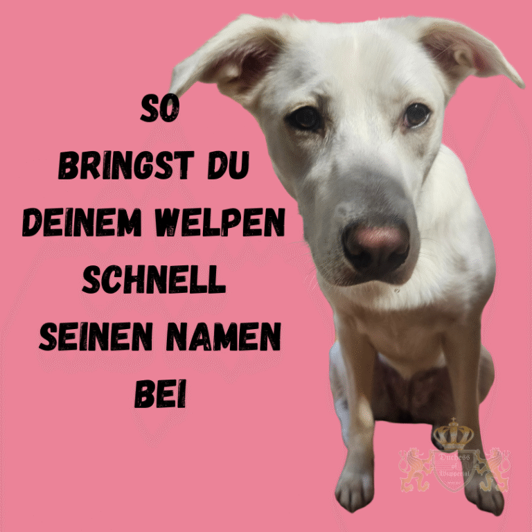 Erfahre, wie du deinem Welpen schnell seinen Namen beibringst, um eine enge Bindung zu fördern. Deinem Welpen seinen Namen beizubringen, ist ein wichtiger erster Schritt in der Erziehung. Mit den richtigen Methoden kann dein Hund seinen Namen schnell und spielerisch lernen. Welpen Namen beibringen, Welpe Namen lernen, Welpe Name, Welpe hört auf Namen, Hund Namen beibringen, Welpen Training, Welpen Namen Training, Hund Namen lernen, Welpe Name üben, Welpen Namen Tipps, Welpengehorsam, Welpe ruft Name, Welpen Kommunikation, Welpen Name erfolgreich, Hund Training, Welpe hört Namen, Welpen Erziehung, Welpe Namen Training, Hund hört Namen, Welpen Bindung, Hund ruft Name, Welpen Alltag, Welpe Name lernen Tipps, Welpen Erziehungserfolg, Hund hört auf Namen, Welpe gewöhnt an Name, Welpen Disziplin, Welpen Kommunikation verbessern, Welpen Spiel und Name, Welpe Namensspiel, Welpen Kommunikation stärken, Welpen Vertrauen aufbauen, Welpe hört auf Name, Welpen Beziehung, Welpengehorsam fördern, Welpe gewöhnt sich an Namen, Welpe richtig erziehen, Welpe Namensspiel, Welpen Disziplin stärken