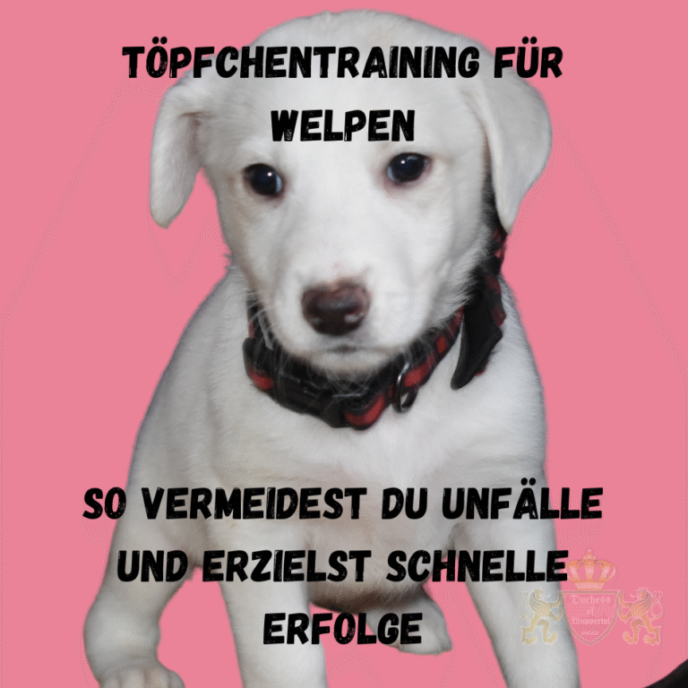 Erstelle einen Zeitplan für den Welpentopf und erleichtere dir das Welpentraining. Unser Leitfaden für neue Besitzer hilft dir, den Prozess effektiv zu gestalten.Das Welpentraining kann für neue Besitzer eine Herausforderung darstellen, insbesondere wenn es darum geht, einen effektiven Zeitplan für den Welpentopf zu erstellen. In unserem Leitfaden erfährst du, wie du diesen Prozess leicht meistern kannst. Wir bieten dir nützliche Tipps und einen detaillierten Zeitplan für den Welpentopf, um dir den Einstieg in das Welpenleben zu erleichtern. Zeitplan für den Welpentopf, Welpen Training Zeitplan, Welpentopf Plan erstellen, Welpen Erziehung, Welpen Zeitplan, Welpen Pflege Tipps, Welpen Alltag planen, Welpen Training, Welpen Erziehungsplan, Welpen Eingewöhnung, Welpen Vorbereitung, Welpen Routine erstellen, Welpen Pflegeplan, Welpen Zeitmanagement, Welpen Training Tipps, Welpen Toilettentraining, Welpen Betreuung, Welpen Ratgeber, Welpen Anfänger Tipps, Welpen Pflege, Welpen Zeitplan erstellen, Welpen Erziehungsstrategien, Welpen Zeitmanagement Tipps, Welpen Alltag gestalten, Welpen Training leicht gemacht, Welpen Erziehung Tipps, Welpen Pläne, Welpen Potty Training, Welpen Tägliche Routine, Welpen Pflege für Neulinge, Welpen Alltag planen, Welpen Trainingsplan, Welpen Erste Schritte, Welpen Zeitplan Hilfe, Welpen Pflegeanleitung, Welpen Ratgeber für Besitzer, Welpen Training leicht gemacht, Welpen Einführungsplan, Welpen Zeitplan für Anfänger, Welpen Pflege für Anfänger, Welpen Training für Neulinge