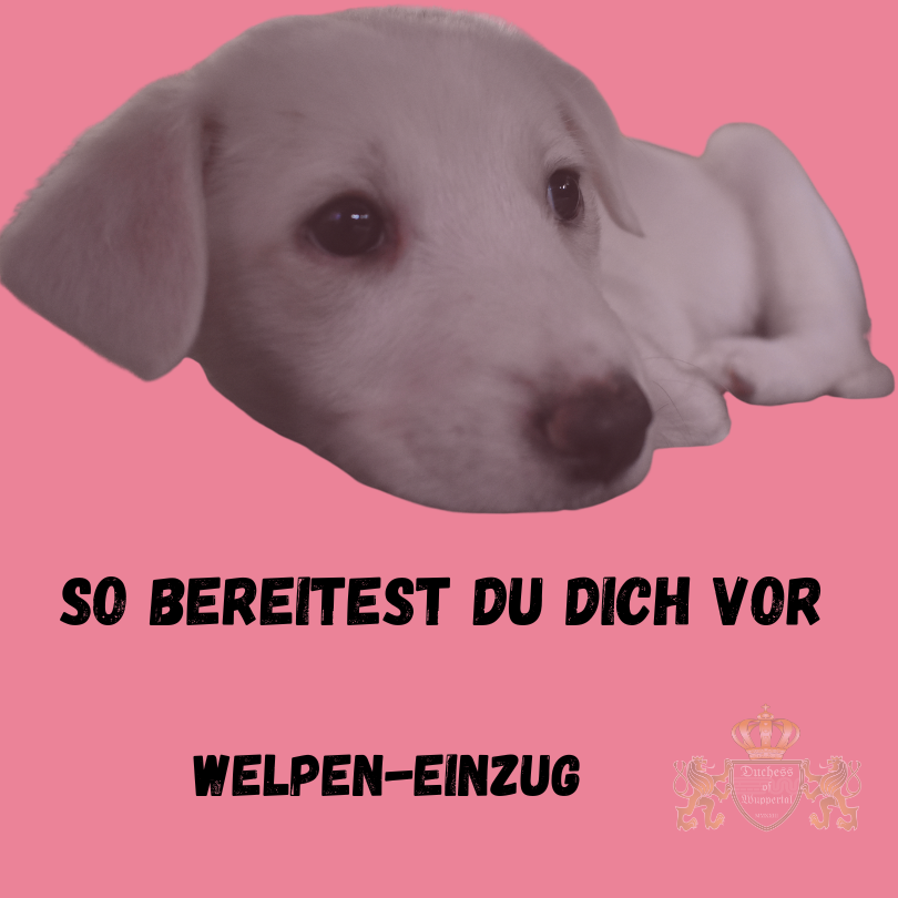 Die richtige Vorbereitung auf den Welpen-Einzug ist essenziell für eine stressfreie Eingewöhnung. Der Einzug deines Welpen ist ein aufregender Moment. Um die Eingewöhnung für deinen Hund so angenehm wie möglich zu gestalten, ist eine gute Vorbereitung entscheidend. Welpen-Einzug vorbereiten, Welpen Zuhause, Welpe Eingewöhnung, Hund Welpen-Einzug, Welpe Einzug Tipps, Welpen Vorbereitungen, Welpen Erstausstattung, Welpe Zuhause einrichten, Welpen Platz schaffen, Welpen Ankunft, Welpen Eingewöhnung Tipps, Welpen Einzugsphase, Welpen Sicherheit, Welpen Erziehung, Welpen Umzug, Welpen an Zuhause gewöhnen, Welpe stressfrei eingewöhnen, Welpen Zuhause vorbereiten, Welpe Ankunft, Welpen Umgebung gestalten, Hund Eingewöhnung, Welpen Training, Welpen Zuhause richtig, Welpen stressfrei einziehen, Welpen Verhalten, Welpen Alltag, Welpen an Neues gewöhnen, Welpen Zuhause, Welpe fühlt sich wohl, Welpen Spielplatz einrichten, Welpen erstes Zuhause, Welpen erste Tage, Welpe sicher zu Hause, Welpen Erziehungstipps, Welpen Komfortzone schaffen, Welpen Vertrauen aufbauen, Welpen glücklich machen, Welpen Eingewöhnungszeit