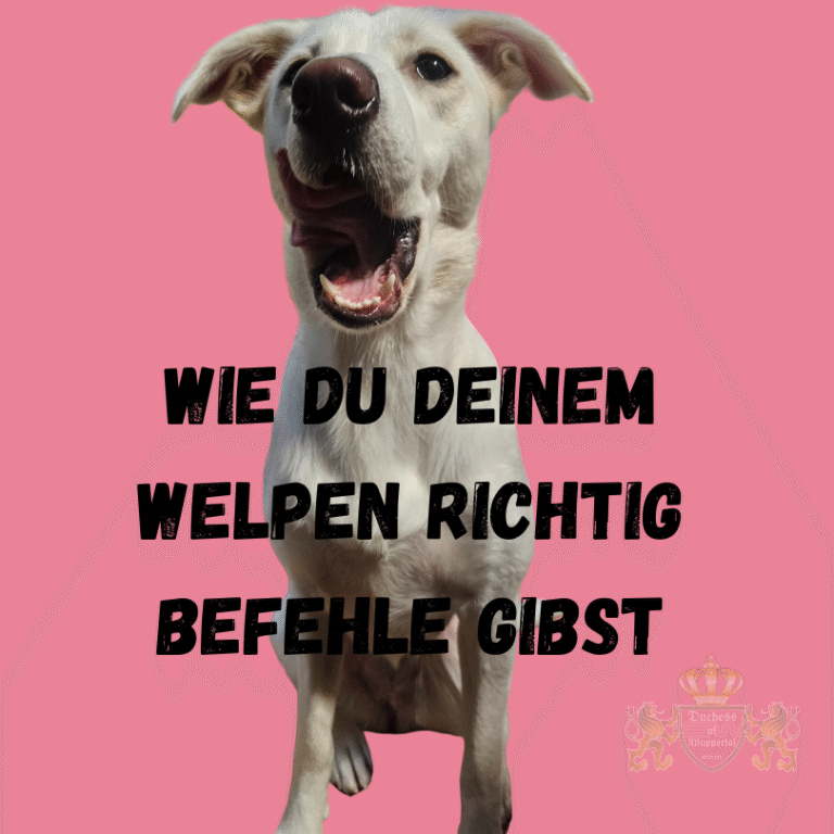Die richtige Sozialisierung deines Welpen ist der Schlüssel für seine sichere und selbstbewusste Entwicklung. Eine erfolgreiche Sozialisierung ist essenziell für die Entwicklung deines Welpen. Mit diesen 5 Tipps bereitest du deinen Hund optimal auf seine Umwelt vor. Sozialisierung Welpe, Welpen sozialisieren, Welpen Erziehung, Welpen Sozialverhalten, Welpenwelt kennenlernen, Welpe Sozialisierung Tipps, Welpen Umfeld gewöhnen, Welpen Entwicklung, Welpen Training, Hund sozialisieren, Welpen Sozialisierungsphasen, Welpe mit anderen Hunden sozialisieren, Welpe lernen, Welpen Umgebung, Welpen Selbstbewusstsein, Welpen Erziehungserfolg, Welpen Hundewelt, Welpen Verhaltensweise, Welpen Umgebung kennenlernen, Welpen Sozialkontakte, Hundewissen Welpe, Welpe sozial sicher, Welpe in der Hundewelt, Welpen Trainingstipps, Welpe draußen sozialisieren, Welpen Verhalten, Welpen Erziehung, Welpen Sicheres Verhalten, Welpen Sozialisierungstechniken, Welpen Umwelt, Welpe Sozialkontakte, Welpe Sozialisierungserfolg, Welpen Entwicklungsphasen, Welpenlernen, Welpen Entdecken, Welpen Verhalten verstehen, Hundewissen, Welpe sozialisieren Techniken, Welpen Kommunikation