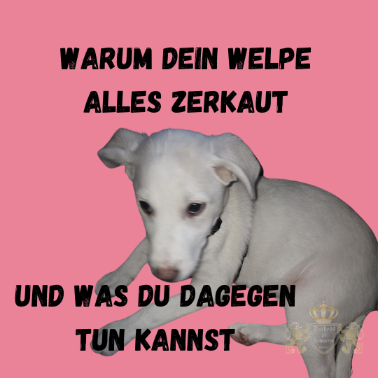 Erfahre, warum dein Welpe alles zerkaut und wie du ihm das Kaubedürfnis richtig abgewöhnst. Welpen erkunden ihre Welt oft durch Kauen – das kann schnell problematisch werden. Hier erfährst du, warum dein Welpe alles anknabbert und was du dagegen tun kannst. Welpe kaut alles an, Welpe Kauen abgewöhnen, Welpen Kaubedürfnis, Welpen Zähne, Welpe knabbert, Hund Kauen, Welpen Zähnchen, Welpen Kaustraining, Hund Welpe, Welpen Kauen stoppen, Welpe kaut Gegenstände, Welpen Erziehung, Hund Kauen Verhalten, Welpe Knabberverhalten, Welpe Kauen Erziehung, Welpengehorsam, Welpe Kauen lernen, Hund Kauen abgewöhnen, Welpen Training, Welpe knabbert alles an, Welpen Knabberphasen, Welpe Kauen Ursachen, Hund Kauen verhindern, Welpe kaut Möbel, Welpen Verhalten, Hundewelpen, Welpen Kauen Tipps, Welpe Kauen Verhalten verbessern, Welpen Kauen abgewöhnen, Welpe knabbert Sachen, Hund Kauen trainieren, Welpe hört auf zu Kauen, Welpen Erziehungstipps, Welpen Alltag, Welpe kaut Spielsachen, Welpe knabbert, Welpe kaut Schuhe, Welpen Knabberverhalten verbessern, Welpen Probleme lösen