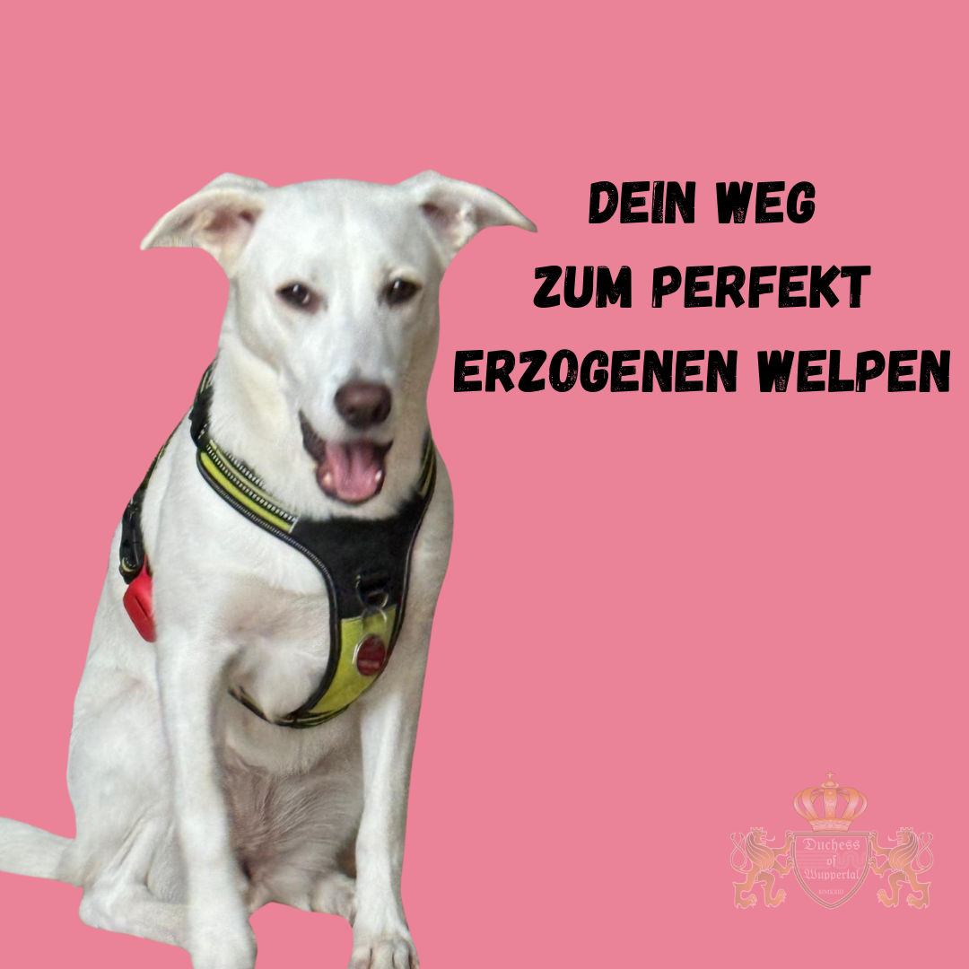 Erfahre, wie du deinen Welpen perfekt erziehst. Unser Leitfaden bietet dir Tipps und Strategien für eine erfolgreiche Welpenerziehung, um den idealen Begleiter zu formen. Der Weg zum perfekt erzogenen Welpen beginnt mit den richtigen Strategien und Techniken. In unserem umfassenden Leitfaden erfährst du alles, was du wissen musst, um deinen Welpen erfolgreich zu erziehen. Von grundlegenden Trainingsmethoden bis hin zu fortgeschrittenen Erziehungstipps – wir zeigen dir, wie du Schritt für Schritt einen perfekt erzogenen Welpen formst. Entdecke effektive Tipps und erprobte Methoden, um die beste Erziehung für deinen Welpen sicherzustellen. perfekt erzogener Welpe, Welpenerziehung Tipps, Welpen erfolgreich erziehen, Hundetraining Welpen, Welpen Erziehung Methoden, Welpen richtig erziehen, effektives Welpentraining, Welpen Erziehung, Welpen Erziehungsstrategien, Welpenerziehung Leitfaden, Welpen Training Tipps, Welpenerziehung Strategien, Welpen Verhalten trainieren, Welpen erziehen Tipps, Welpen Ausbildung, idealer Welpe, Welpen Training, Welpenverhalten verbessern, Hundetraining für Welpen, Welpen Erziehung Schritt für Schritt, Welpen Erziehung Grundlagen, erfolgreiche Welpenerziehung, Welpen Training Strategien, Welpenerziehung Programme, Welpenverhalten erziehen, Welpen richtig trainieren, Welpen Erziehungsrichtlinien, Welpen Verhalten optimieren, Welpen Erziehungskurs, Welpen Training erfolgreich, Hundetraining Methoden, Welpen Kommandos beibringen, Welpen Erziehung Tricks, Hundeschule für Welpen, Welpenverhalten optimieren, Welpen Training Schritt für Schritt, Welpenerziehung Techniken, Welpen Verhaltensregeln, Welpen Verhaltensänderung, Welpen Training Leitfaden, Welpenerziehung Taktiken
