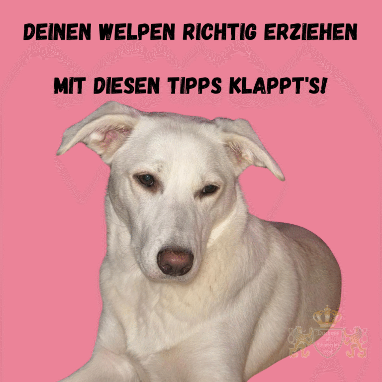 Erfahre, wie du deinen Welpen richtig erziehst. Unsere Tipps helfen dir bei einer erfolgreichen Erziehung und machen das Training einfacher. Welpen richtig erziehen ist der Schlüssel zu einem glücklichen und gut erzogenen Hund. Mit unseren effektiven Tipps zur Welpenerziehung kannst du sicherstellen, dass dein Welpe die besten Verhaltensweisen lernt. Unser Leitfaden bietet dir bewährte Methoden und praktische Ratschläge, wie du deinen Welpen richtig erziehen kannst, um ein harmonisches Zusammenleben zu fördern. Welpen richtig erziehen, Welpenerziehung Tipps, Welpen Training, Hundewelpen erziehen, Welpenverhalten verbessern, effektives Welpentraining, Welpen Erziehung, Hundewelpen richtig erziehen, Welpenerziehung Methoden, Welpen richtig trainieren, Welpen Erziehungsstrategien, Welpen Training Tipps, erfolgreiches Welpentraining, Hundetraining Welpen, Welpenverhalten trainieren, Welpen richtig erziehen Tipps, Hundewelpen Training, Welpen Erziehung Schritt für Schritt, Welpenerziehung Techniken, Welpen Erziehung Leitfaden, Welpen Verhalten optimieren, Hundeschule für Welpen, Welpenverhalten erziehen, Welpen Erziehungskurs, Welpen Training Ratschläge, Welpen Verhaltensregeln, Welpen Erziehungsrichtlinien, Welpen richtig erziehen Anleitung, Hundetraining Methoden, Welpen Verhalten verbessern Tipps, Welpen richtig erziehen Ratgeber, Welpen Ausbildung, Welpen Verhaltensänderung, Welpen Training erfolgreich, Welpen Kommandos beibringen, Welpen Verhalten trainieren Tipps, Welpen Training Techniken, Welpen Erziehung Tricks, Welpen richtig erziehen Strategien, Welpenverhalten trainieren Tipps, Hundewelpen Verhalten optimieren