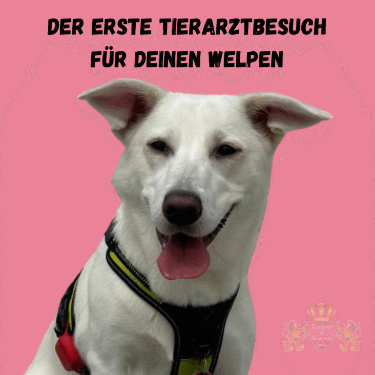 Bereite deinen Welpen optimal auf den ersten Tierarztbesuch vor. Unsere Tipps sorgen für eine stressfreie Untersuchung. Der erste Tierarztbesuch für deinen Welpen kann eine stressige Erfahrung sein. Mit unseren hilfreichen Tipps sorgst du dafür, dass dein Welpe entspannt bleibt und der Tierarztbesuch reibungslos verläuft. Tierarztbesuch für Welpen, erster Tierarztbesuch Welpe, Welpen Tierarztbesuch vorbereiten, Welpen beim Tierarzt, Welpe stressfrei Tierarzt, erster Tierarztbesuch Hund, Welpen Tierarzt Training, Tierarzt Hund Vorbereitung, Welpen beim Tierarzt, Tierarztbesuch Hund vorbereiten, Welpen richtig auf Tierarzt vorbereiten, Tierarzt Welpen Tipps, stressfreier Tierarztbesuch Welpe, Welpen Tierarzt Erfahrungen, Welpen beruhigen Tierarzt, Welpen Impfung Tierarzt, Tierarzt Hund, Welpen Untersuchung, Welpen erste Untersuchung, Welpen Impfung erster Besuch, erster Besuch Welpe Tierarzt, Welpe Tierarztbesuch üben, Welpen zum Tierarzt bringen, Welpen Gesundheit checken, Welpe und Tierarzt, Welpen Gesundheit erster Check, Welpe beim Tierarzt führen, Welpe beruhigen beim Tierarzt, erster Besuch beim Tierarzt, Welpen Tierarzt Training, erster Tierarzt Termin Welpe, Welpen Untersuchung Tipps, Welpe ruhig beim Tierarzt, erster Tierarztbesuch Hund Welpe, Welpen Impfung, Welpe Tierarzt, stressfreier Tierarztbesuch, Welpen Check beim Tierarzt