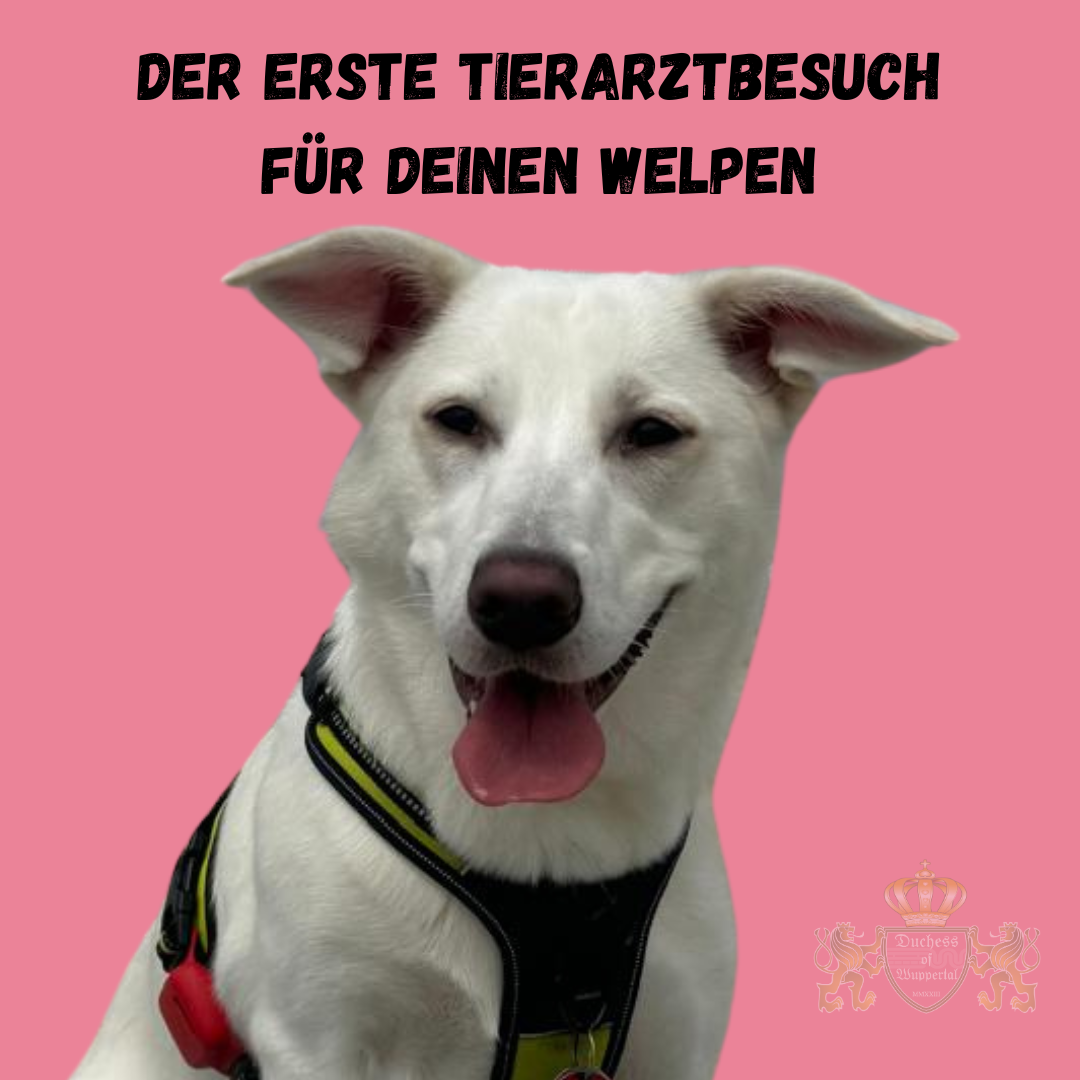 Bereite deinen Welpen optimal auf den ersten Tierarztbesuch vor. Unsere Tipps sorgen für eine stressfreie Untersuchung. Der erste Tierarztbesuch für deinen Welpen kann eine stressige Erfahrung sein. Mit unseren hilfreichen Tipps sorgst du dafür, dass dein Welpe entspannt bleibt und der Tierarztbesuch reibungslos verläuft. Tierarztbesuch für Welpen, erster Tierarztbesuch Welpe, Welpen Tierarztbesuch vorbereiten, Welpen beim Tierarzt, Welpe stressfrei Tierarzt, erster Tierarztbesuch Hund, Welpen Tierarzt Training, Tierarzt Hund Vorbereitung, Welpen beim Tierarzt, Tierarztbesuch Hund vorbereiten, Welpen richtig auf Tierarzt vorbereiten, Tierarzt Welpen Tipps, stressfreier Tierarztbesuch Welpe, Welpen Tierarzt Erfahrungen, Welpen beruhigen Tierarzt, Welpen Impfung Tierarzt, Tierarzt Hund, Welpen Untersuchung, Welpen erste Untersuchung, Welpen Impfung erster Besuch, erster Besuch Welpe Tierarzt, Welpe Tierarztbesuch üben, Welpen zum Tierarzt bringen, Welpen Gesundheit checken, Welpe und Tierarzt, Welpen Gesundheit erster Check, Welpe beim Tierarzt führen, Welpe beruhigen beim Tierarzt, erster Besuch beim Tierarzt, Welpen Tierarzt Training, erster Tierarzt Termin Welpe, Welpen Untersuchung Tipps, Welpe ruhig beim Tierarzt, erster Tierarztbesuch Hund Welpe, Welpen Impfung, Welpe Tierarzt, stressfreier Tierarztbesuch, Welpen Check beim Tierarzt