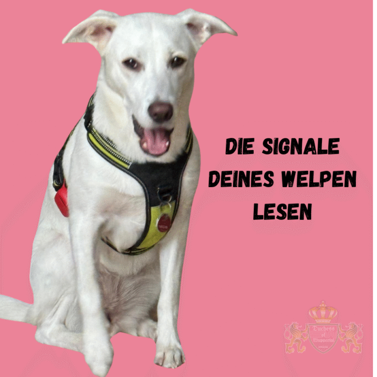 Lerne, die Signale deines Welpen zu verstehen. Erfahre, wie du das Verhalten deines Welpen richtig interpretierst. Signale des Welpen verstehen, Welpen Körpersprache, Welpen Verhalten verstehen, Welpen Signale lesen, Welpen richtig deuten, Kommunikation mit Welpen, Körpersprache Hundewelpen, Welpen richtig interpretieren, Welpen Zeichen verstehen, Hundewelpen verstehen, Körpersprache des Welpen, Welpen richtig lesen, Welpen Kommunikation, Verhalten des Welpen deuten, Welpen Körpersprache lesen, Hundewelpen Körpersprache, Welpen Körpersprache deuten, Welpen verstehen lernen, Welpen Verhalten interpretieren, Welpen Körpersprache beobachten, Welpen Signale erkennen, Welpenverhalten deuten, Welpen richtig einschätzen, Hundewelpen Verhalten, Signale des Hundes verstehen, Körpersprache Welpen richtig lesen, Welpen und ihre Signale, Kommunikation Hund Welpe, Welpen Körpersprache erkennen, Körpersprache richtig lesen Hundewelpe, Welpen Kommunikation verbessern, Welpen richtig führen, Signale Hundewelpen, Welpen Signale interpretieren, Körpersprache richtig deuten Welpe, Welpenverhalten erkennen, Welpen Körpersprache Bedeutung, Hund und Welpenverhalten, Körpersprache Hund richtig lesen, Signale Hund richtig verstehen, Verhalten Hund Welpe verstehen