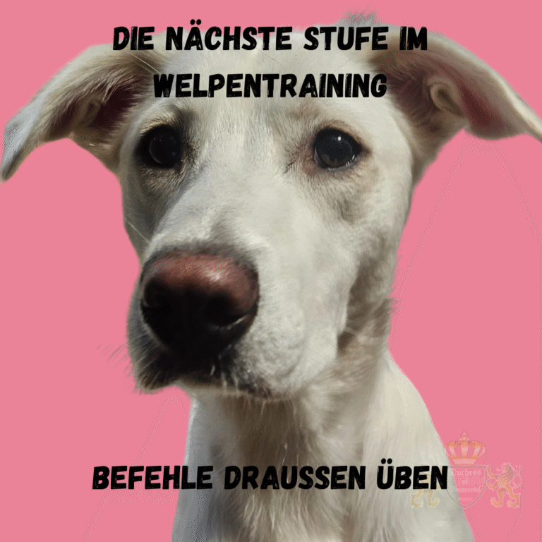 Bring das Welpentraining voran, indem du Befehle draußen übst und deinen Welpen auf neue Herausforderungen vorbereitest. Das Üben von Befehlen draußen ist der nächste wichtige Schritt im Welpentraining. In einer neuen Umgebung lernt dein Welpe, dir auch unter Ablenkungen zu gehorchen und seine Erziehung zu festigen. Dies stärkt die Bindung und macht ihn alltagssicher. Befehle draußen üben, Welpentraining draußen, Welpen Befehle lernen, Welpen im Freien trainieren, Welpen draußen erziehen, Hundetraining draußen, Welpen Gehorsam im Freien, Welpen Kommandos draußen, Welpen Befehle üben, Welpen Sozialisation, Welpen Erziehung draußen, Hundewelpen trainieren, Welpen Ablenkungstraining, Welpen Alltagstraining, Welpen draußen sicher, Welpentraining Fortgeschritten, Welpen Draußen-Erziehung, Hund Kommandos draußen üben, Welpen Befehlstraining, Welpen Training Umgebung, Welpen Umgebung Gehorsam, Hund Welpen Befehle lernen, Welpen Gehorsam draußen, Welpen draußen ablenken, Welpen Training Alltag, Welpen draußen Disziplin, Welpen draußen Rückruf, Welpen Leinenführung draußen, Welpen Sozialisation draußen, Welpen draußen erziehen, Welpen Alltagssituationen üben, Welpen Gehorsam festigen, Hund Gehorsam draußen, Welpen Umgebung Ablenkung, Welpen Übungen im Freien, Welpentraining im Park, Welpentraining an der Leine, Hund Kommandos unter Ablenkung, Welpen draußen trainieren, Welpen Erziehung Umgebung
