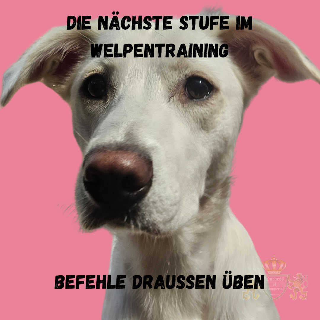 Bring das Welpentraining voran, indem du Befehle draußen übst und deinen Welpen auf neue Herausforderungen vorbereitest. Das Üben von Befehlen draußen ist der nächste wichtige Schritt im Welpentraining. In einer neuen Umgebung lernt dein Welpe, dir auch unter Ablenkungen zu gehorchen und seine Erziehung zu festigen. Dies stärkt die Bindung und macht ihn alltagssicher. Befehle draußen üben, Welpentraining draußen, Welpen Befehle lernen, Welpen im Freien trainieren, Welpen draußen erziehen, Hundetraining draußen, Welpen Gehorsam im Freien, Welpen Kommandos draußen, Welpen Befehle üben, Welpen Sozialisation, Welpen Erziehung draußen, Hundewelpen trainieren, Welpen Ablenkungstraining, Welpen Alltagstraining, Welpen draußen sicher, Welpentraining Fortgeschritten, Welpen Draußen-Erziehung, Hund Kommandos draußen üben, Welpen Befehlstraining, Welpen Training Umgebung, Welpen Umgebung Gehorsam, Hund Welpen Befehle lernen, Welpen Gehorsam draußen, Welpen draußen ablenken, Welpen Training Alltag, Welpen draußen Disziplin, Welpen draußen Rückruf, Welpen Leinenführung draußen, Welpen Sozialisation draußen, Welpen draußen erziehen, Welpen Alltagssituationen üben, Welpen Gehorsam festigen, Hund Gehorsam draußen, Welpen Umgebung Ablenkung, Welpen Übungen im Freien, Welpentraining im Park, Welpentraining an der Leine, Hund Kommandos unter Ablenkung, Welpen draußen trainieren, Welpen Erziehung Umgebung