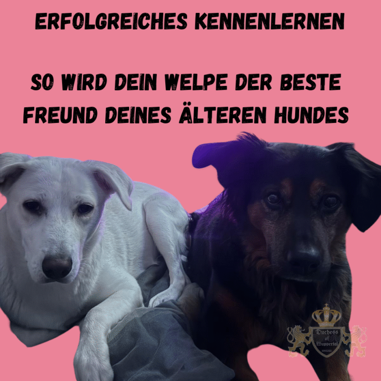 Erfahre, wie du Welpen und ältere Hunde erfolgreich zusammenführst und eine harmonische Beziehung förderst. Das Zusammenführen von Welpen und älteren Hunden erfordert Geduld und eine sanfte Annäherung. Mit den richtigen Techniken kannst du eine stabile und freundliche Beziehung zwischen beiden aufbauen. Welpen und ältere Hunde zusammenführen, Welpen kennenlernen, ältere Hunde und Welpen, Welpen und ältere Hunde harmonisieren, Welpen und Hunde Sozialisation, Hundewelpen Integration, Welpe und erwachsener Hund, Hundezusammenführung, Welpen und ältere Hunde, Hundeverhalten, Welpe Sozialisation, Welpe neuen Hund vorstellen, ältere Hunde akzeptieren Welpen, Hunde und Welpen Einführung, Welpen Integration, Welpen Verhalten, Welpe in bestehendes Rudel integrieren, Welpe ältere Hunde kennenlernen, Welpen Beziehung mit älteren Hunden, Welpe und Senior Hund, Hundewelpenerziehung, Hunde Gruppenhaltung, Welpen Einführung bei älteren Hunden, Hundewelpen Rudel, Welpen Rudel, Welpen ältere Hunde Training, Welpen und Hundetraining, Welpen Mehrhundehaushalt, Welpen Mehrhundehaltung, Hunde und Welpen Erziehung, Welpen Rudelführung, Welpen Beziehung zu älteren Hunden, Welpen Verhalten zu älteren Hunden, Welpen und Hundetraining