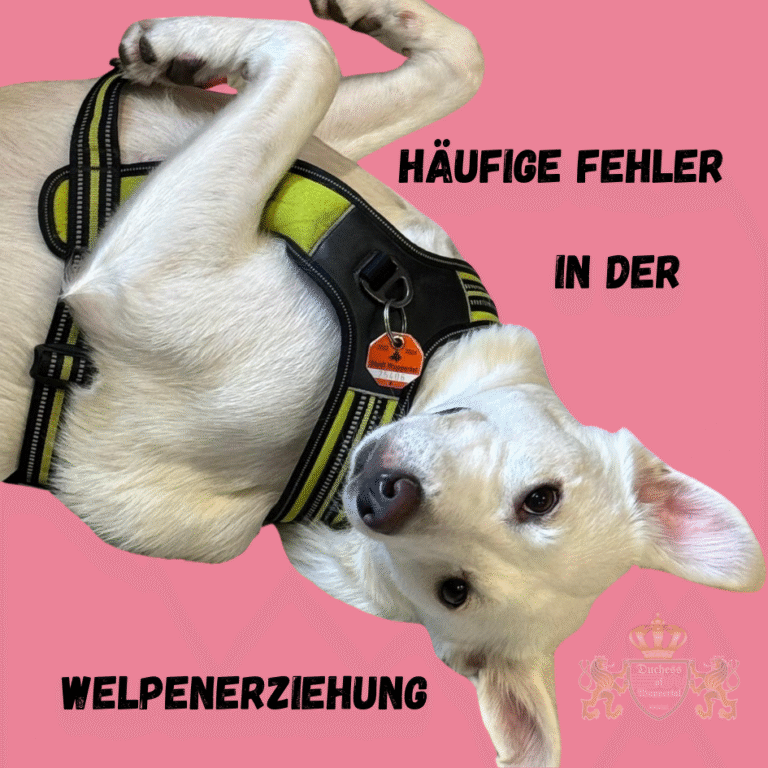 Vermeide Fehler bei der Welpen-Erziehung. Erfahre, wie du häufige Erziehungsfehler verhindern und dein Training optimieren kannst. Fehler bei der Welpen-Erziehung können langfristige Auswirkungen haben. Erfahre, wie du die häufigsten Fehler bei der Welpen-Erziehung vermeidest und dein Training optimierst. Fehler bei der Welpen-Erziehung, Welpen-Erziehung vermeiden, häufige Fehler Welpenerziehung, Fehler Welpentraining, Welpen richtig erziehen, Erziehungsfehler Hund, Trainingstipps Welpen, Welpen richtig trainieren, Welpenziehung Fehler, Welpen Training Fehler, Welpenverhalten verbessern, Welpenverhalten trainieren, häufige Fehler Hundetraining, Welpen richtig führen, Hund erziehen, Welpentraining erfolgreich, Fehler Welpen vermeiden, Hundetraining Welpen, Welpentraining Fehler, Welpen verhalten verbessern, Training Hundewelpen, Welpen Verhaltensprobleme, Welpenverhalten korrigieren, Fehler vermeiden Welpenerziehung, Welpen Trainingsprobleme, Welpen Training Ratschläge, Fehler Training Hundewelpen, Welpenziehung Techniken, Welpen Erziehungsfehler beheben, Welpen Training erfolgreich, Hundetraining Welpen Fehler, Welpentraining Tipps, Welpen richtig erziehen Anleitung, häufige Fehler Welpen, Hund Welpen Erziehung, Erziehung Hund Fehler, Welpen richtig führen, Welpenprobleme vermeiden, Hund trainieren richtig, Training Tipps Welpen, Welpen Trainingstechniken
