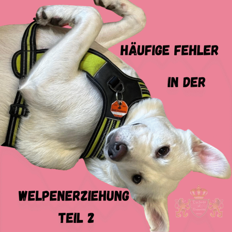 Vermeide die häufigsten Fehler bei der Welpen-Erziehung. In Teil 2 lernst du wichtige Tipps, um Erziehungsfehler bei deinem Welpen zu verhindern. Fehler bei der Welpen-Erziehung können langfristige Auswirkungen auf das Verhalten deines Hundes haben. In diesem zweiten Teil unserer Serie erfährst du, wie du häufige Fehler bei der Welpen-Erziehung vermeidest und deinem Welpen die besten Grundlagen für ein harmonisches Zusammenleben gibst. Unsere Tipps helfen dir dabei, typische Stolperfallen zu umgehen und dein Training noch erfolgreicher zu gestalten Fehler bei der Welpen-Erziehung, häufige Fehler Welpenerziehung, Welpen-Erziehung Fehler, typische Fehler Welpenerziehung, Erziehungsfehler Welpen, Welpen Training Fehler, Fehler bei der Hundetraining, Welpen falsch erziehen, Welpenerziehung vermeiden, Fehler Welpentraining, Welpen richtig erziehen, häufige Erziehungsfehler Welpen, Hundewelpen Erziehung Fehler, Welpen Training Tipps, Welpen Erziehung verbessern, typische Welpenerziehungsfehler, Welpen falsch trainieren, Welpen richtig trainieren, Welpen Verhalten verbessern, Welpen Training Ratschläge, Welpen Verhaltensfehler, Fehler vermeiden Welpentraining, Welpen Verhaltensprobleme, häufige Fehler Hundetraining, Welpen Erziehung Schritt für Schritt, Welpenerziehung Ratschläge, Welpen Erziehungsfehler vermeiden, Welpen Training häufige Fehler, Welpen Training Schritt für Schritt, Hundewelpen richtig erziehen, Welpen Training vermeiden Fehler, Hundewelpen Training Fehler, Welpen Erziehung häufige Fehler, Hundetraining Welpen Fehler, Welpen Erziehungsfehler korrigieren, Fehler Welpen Erziehung beheben, Welpen richtig trainieren Tipps, Welpen Verhaltensprobleme vermeiden, Welpentraining Fehler erkennen, Welpen falsch trainieren verhindern