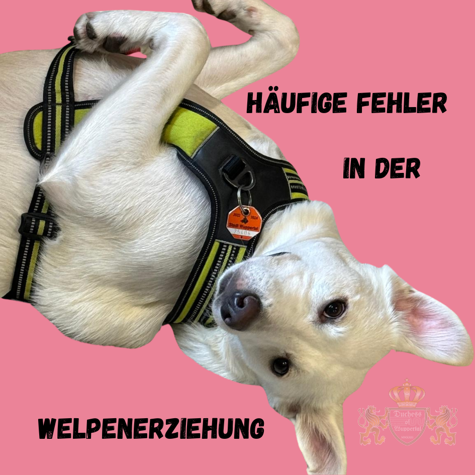 Vermeide Fehler bei der Welpen-Erziehung. Erfahre, wie du häufige Erziehungsfehler verhindern und dein Training optimieren kannst. Fehler bei der Welpen-Erziehung können langfristige Auswirkungen haben. Erfahre, wie du die häufigsten Fehler bei der Welpen-Erziehung vermeidest und dein Training optimierst. Fehler bei der Welpen-Erziehung, Welpen-Erziehung vermeiden, häufige Fehler Welpenerziehung, Fehler Welpentraining, Welpen richtig erziehen, Erziehungsfehler Hund, Trainingstipps Welpen, Welpen richtig trainieren, Welpenziehung Fehler, Welpen Training Fehler, Welpenverhalten verbessern, Welpenverhalten trainieren, häufige Fehler Hundetraining, Welpen richtig führen, Hund erziehen, Welpentraining erfolgreich, Fehler Welpen vermeiden, Hundetraining Welpen, Welpentraining Fehler, Welpen verhalten verbessern, Training Hundewelpen, Welpen Verhaltensprobleme, Welpenverhalten korrigieren, Fehler vermeiden Welpenerziehung, Welpen Trainingsprobleme, Welpen Training Ratschläge, Fehler Training Hundewelpen, Welpenziehung Techniken, Welpen Erziehungsfehler beheben, Welpen Training erfolgreich, Hundetraining Welpen Fehler, Welpentraining Tipps, Welpen richtig erziehen Anleitung, häufige Fehler Welpen, Hund Welpen Erziehung, Erziehung Hund Fehler, Welpen richtig führen, Welpenprobleme vermeiden, Hund trainieren richtig, Training Tipps Welpen, Welpen Trainingstechniken