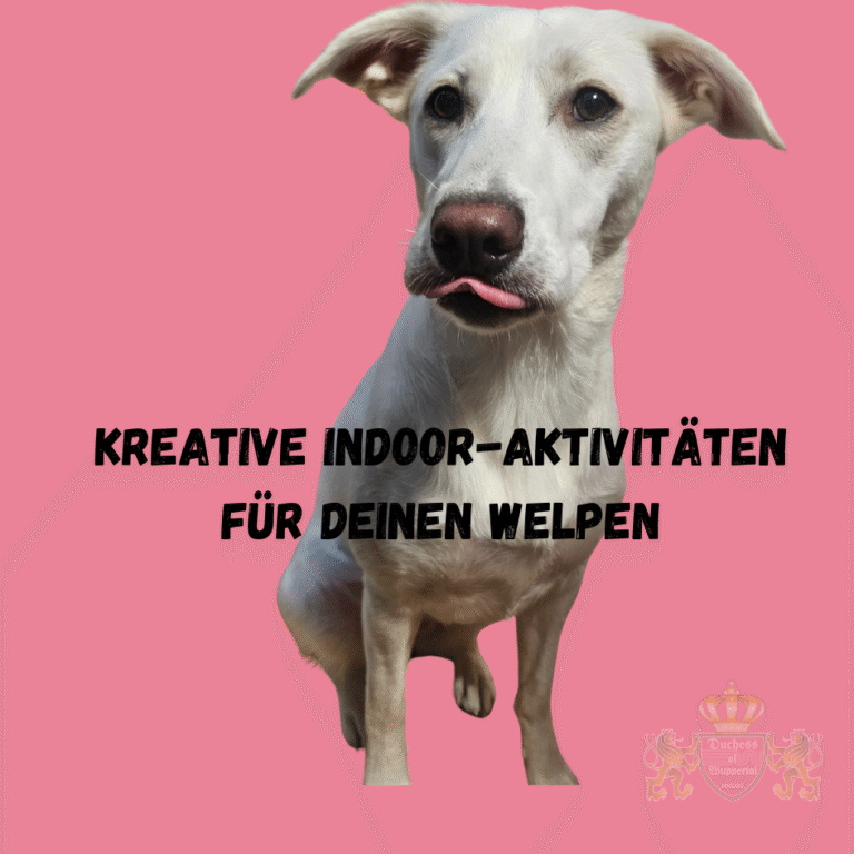 Entdecke kreative Indoor-Aktivitäten, die deinen Welpen geistig fordern und spielerisch seine Entwicklung fördern. Wenn das Wetter draußen schlecht ist, sind kreative Indoor-Aktivitäten eine tolle Möglichkeit, deinen Welpen spielerisch zu fördern und gleichzeitig seine geistige Entwicklung voranzutreiben. Kreative Indoor-Aktivitäten für deinen Welpen, Indoor-Aktivitäten Welpen, Welpen Spiele Zuhause, Welpentraining drinnen, Welpen Beschäftigung, Hundewelpen Indoor Spiele, Welpen kreative Ideen, Welpen Indoor-Spielzeug, Hundewelpen Spiele drinnen, Welpe Indoor Aktivitäten, Welpe geistig fördern, Welpen mentale Spiele, Welpen Indoor Übungen, Welpen Beschäftigungsideen, Welpen Indoor Spaß, Welpe Spiele im Haus, Welpen drinnen trainieren, Welpe Indoor Training, Welpen Entwicklungsförderung, Hundewelpen Indoor Beschäftigung, Hundewelpen Spaß drinnen, Welpe kreative Spielideen, Welpen im Haus trainieren, Welpe geistige Herausforderungen, Welpen drinnen Spielideen, Welpe im Haus spielen, Welpen Training Zuhause, Welpen Spielmethoden drinnen, Welpen mental fördern, Hundewelpen trainieren, Welpe Winterspiele, Welpen drinnen auslasten, Welpen Spiele und Training, Welpen Erziehung Indoor