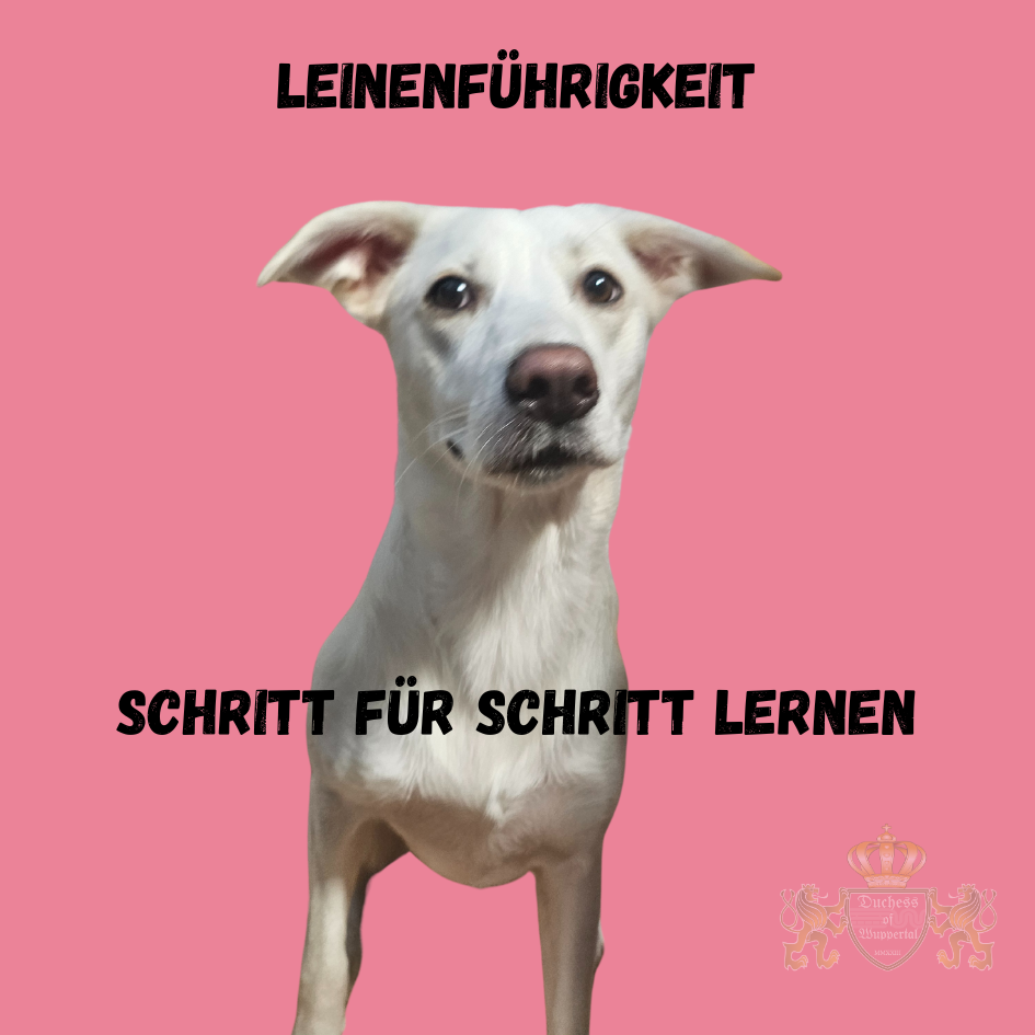 Leinenführigkeit lernen leicht gemacht. Unsere Schritt-für-Schritt Anleitung hilft dir dabei, deinen Hund entspannt an der Leine zu führen. Leinenführigkeit zu lernen ist ein wichtiger Schritt für ein entspanntes Gassigehen mit deinem Hund. Mit unserer Schritt-für-Schritt Anleitung zeigen wir dir, wie du deinem Hund beibringst, locker an der Leine zu gehen, ohne zu ziehen. Die Leinenführigkeit zu lernen sorgt nicht nur für weniger Stress, sondern auch für mehr Sicherheit und Freude beim Spaziergang.Leinenführigkeit lernen, Leinenführigkeit Hund, Leinenführigkeit Training, Leinenführigkeit Schritt für Schritt, Hund an der Leine führen, Hund zieht an der Leine, Leinenführigkeit beibringen, Hund Leinenführigkeit verbessern, entspanntes Gassigehen, Hund richtig an der Leine führen, Hundetraining Leinenführigkeit, Leinenführigkeit Anleitung, Leinenführigkeit Welpen, Leinenführigkeit Probleme, Hund zieht nicht mehr, Hund zieht weniger, Hund an der Leine ziehen verhindern, Leinenführigkeit Übungen, Hund zieht an der Leine was tun, Leinenführigkeit Tipps, Leinenführigkeit verbessern, Hund zieht an der Leine abgewöhnen, Leinenführigkeit beibringen Tipps, Hund geht locker an der Leine, Hund Leinenführung trainieren, Leinenführung Hund, Leinenführigkeit ohne Leckerli, Leinenführigkeit Schritt für Schritt Training, entspannt an der Leine laufen, Leinenführigkeit für Anfänger, Hund zieht an der Leine abtrainieren, Leinenführigkeit Methoden, Hundeleinenführigkeit verbessern, Leinenführigkeit Techniken, Hund zieht abtrainieren, Hund Leine Training, Hund an der Leine ziehen vermeiden, Hund Leinenführigkeit verbessern Übungen, Leinenführigkeit Hund erfolgreich, Leinenführigkeit abtrainieren