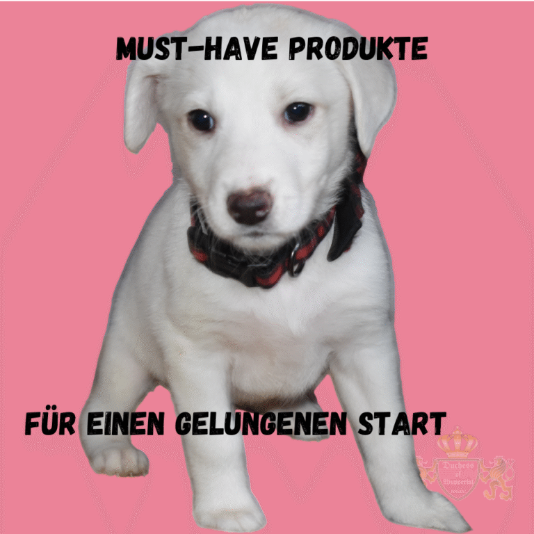 Must-have-Produkte für Welpen: Das beste Zubehör für einen gelungenen Start Entdecke die besten Must-have-Produkte für deinen Welpen. Sorge für einen gelungenen Start mit hochwertigem Zubehör. Die Wahl der richtigen Must-have-Produkte für Welpen ist entscheidend für einen gelungenen Start. Entdecke die besten Produkte, die deinem Welpen den Einstieg ins Leben erleichtern. Must-have-Produkte für Welpen, Welpen Zubehör, beste Produkte für Welpen, Welpenbedarf, Welpen Grundausstattung, Welpen Erstausstattung, Welpen Zubehör kaufen, Welpen Produkte Empfehlungen, Hundewelpen Zubehör, Welpen Starterset, Welpen Erstausrüstung, Hundewelpen Must-haves, Welpenbedarf Liste, Welpenbedarf kaufen, Welpen Ausstattung, Hundewelpen Produkte, Welpen Ausstattungsliste, Welpenzubehör kaufen, Welpen Produkte Must-haves, Welpen Ausstattung Tipps, Welpen Erstausstattung kaufen, Welpen Zubehör Tipps, Welpen Produkte Test, Hundewelpen Zubehör Tipps, Welpen Zubehörliste, Welpenbedarf kaufen, Hund Produkte für Welpen, Welpen Zubehör Starterset, Welpen Produkte Liste, Welpen Produkte Testberichte, Welpen Grundausstattung kaufen, Zubehör Hundewelpen, Welpen Zubehör Starter, Welpen Produkte günstig kaufen, Welpenzubehör Empfehlungen, Welpen Produkte Auswahl, Welpen Grundausstattung Empfehlungen, Hundewelpen Zubehör Ratgeber, Welpen Erstausstattung Liste, Welpen Produkte Must-have, Welpen Erstausstattung Tipps