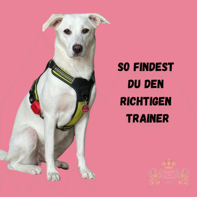 Die Wahl des richtigen Hundetrainers ist entscheidend für den Erfolg des Trainings und das Wohlbefinden deines Hundes. In unserem umfassenden Leitfaden erfährst du, wie du den perfekten Hundetrainer findest, der auf deine individuellen Bedürfnisse und die deines Hundes abgestimmt ist. Wir geben dir wertvolle Tipps und Kriterien an die Hand, um sicherzustellen, dass du den richtigen Hundetrainer auswählst und optimale Trainingsergebnisse erzielst. Von der Überprüfung der Qualifikationen bis hin zu den wichtigsten Fragen, die du stellen solltest – wir zeigen dir, wie du den besten Trainer für deinen Vierbeiner findest.richtiger Hundetrainer finden, Hundetrainer Auswahl, besten Hundetrainer finden, Hundetrainer Tipps, Hundetraining Auswahl, Hundetrainer Kriterien, Hundetrainer finden Leitfaden, Hundetrainer Auswahlkriterien, wie finde ich einen Hundetrainer, Hundetrainer Auswahl Tipps, Hundetrainer Empfehlungen, Hundetraining professionell, Hundetrainer Qualifikationen, Hundetrainer Bewertungen, Hundetraining Experten, Hundetrainer Recherche, geeigneter Hundetrainer, Hundetrainer vergleichen, Hundetraining Experten finden, Hundetrainer Test, Hundetraining für Hunde, Hundetrainer Empfehlungen, Hundetraining Anleitung, Hundetrainer Auswahl Leitfaden, bester Hundetrainer Tipps, Hundetrainer Erfahrung, Hundetrainer Services, Hundetrainer finden Tipps, Hundetraining Erfolg, Hundetrainer Fachkenntnisse, Hundetrainer Auswahlkriterien, Hundetrainer Interview Fragen, Hundetraining Strategien, Hundetrainer Bewertungen vergleichen, Hundetrainer Fachpersonal, Hundetrainer Ratgeber, Hundetraining optimal, Hundetrainer finden Erfolg, Hundetrainer für verschiedene Rassen