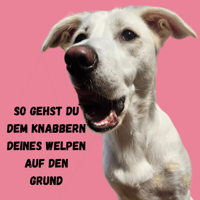 Verstehe, warum dein Welpe ständig knabbert, und entdecke Lösungen, um dieses Verhalten in den Griff zu bekommen. Das Knabbern deines Welpen kann verschiedene Ursachen haben, von Zahnen bis zu Neugier. Indem du das Verhalten richtig interpretierst, kannst du deinem Welpen dabei helfen, dieses Verhalten abzulegen. Knabbern deines Welpen, Welpen Knabbern, Welpe knabbert, Welpen Zahnen, Welpen Verhalten, Knabbern abgewöhnen, Welpen Erziehung, Welpen Pflege, Welpe kaut auf allem, Hundekauen, Welpe knabbert Möbel an, Welpen Zähne, Welpe Beißverhalten, Welpen Zahnungshilfe, Welpen Bisshemmung, Hundewelpe knabbert, Knabberverhalten Hund, Welpen Knabbertraining, Welpen Kauen stoppen, Zahnpflege Welpe, Welpen Erziehungstipps, Welpe beißt auf alles, Welpen Knabberspielzeug, Welpen Erziehungsfehler vermeiden, Knabbern Welpen abgewöhnen, Welpen Beißring, Zahnungssymptome Welpen, Hundetraining Welpen, Welpe kaut Möbel an, Welpen Training Kauen, Welpen Zahnung, Welpen Erziehung Knabbern, Hundewelpen Pflege, Hundewelpen Training, Welpen richtig erziehen, Welpen Verhalten analysieren