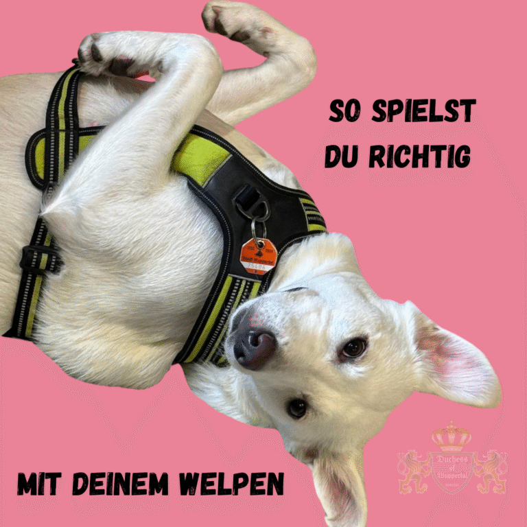 So spielst du richtig mit deinem Welpen: Tipps für spielerische Erziehung Lerne, wie du richtig mit deinem Welpen spielst und dabei gleichzeitig seine Erziehung förderst. Spaß und Lernen kombiniert! Das richtige Spiel mit deinem Welpen fördert nicht nur seine körperliche Entwicklung, sondern stärkt auch die Bindung und unterstützt die Erziehung. Mit den richtigen Spielen und Methoden machst du das Training spielerisch. Richtig mit deinem Welpen spielen, Welpenspiel, Welpenerziehung, Welpe spielerisch erziehen, Welpen Spiele, Welpe Spielregeln, Hundespiele Welpen, Welpen Spiele Training, Welpen Spiele Zuhause, Welpe Spielen draußen, Hundewelpe Spiel, Welpen Sozialisation, Welpentraining Spiele, Welpen Beschäftigung, Welpenspielzeug, Welpe Spieltraining, Welpen Spaß, Welpe Spielkameraden, Hundewelpen erziehen, Welpe Training Spiel, Welpe Spiele draußen, Welpe spielen und lernen, Welpe richtig trainieren, Hundewelpen Spielen, Welpenerziehung durch Spiel, Hund Spielregeln, Welpe Spielgewohnheiten, Welpenspiel und Lernen, Welpe Lernspiele, Welpe spielen lernen, Welpe Spielmethoden, Welpen Freizeit, Welpen Spielen richtig, Welpen Spielerziehung, Welpen Spiele für Zuhause