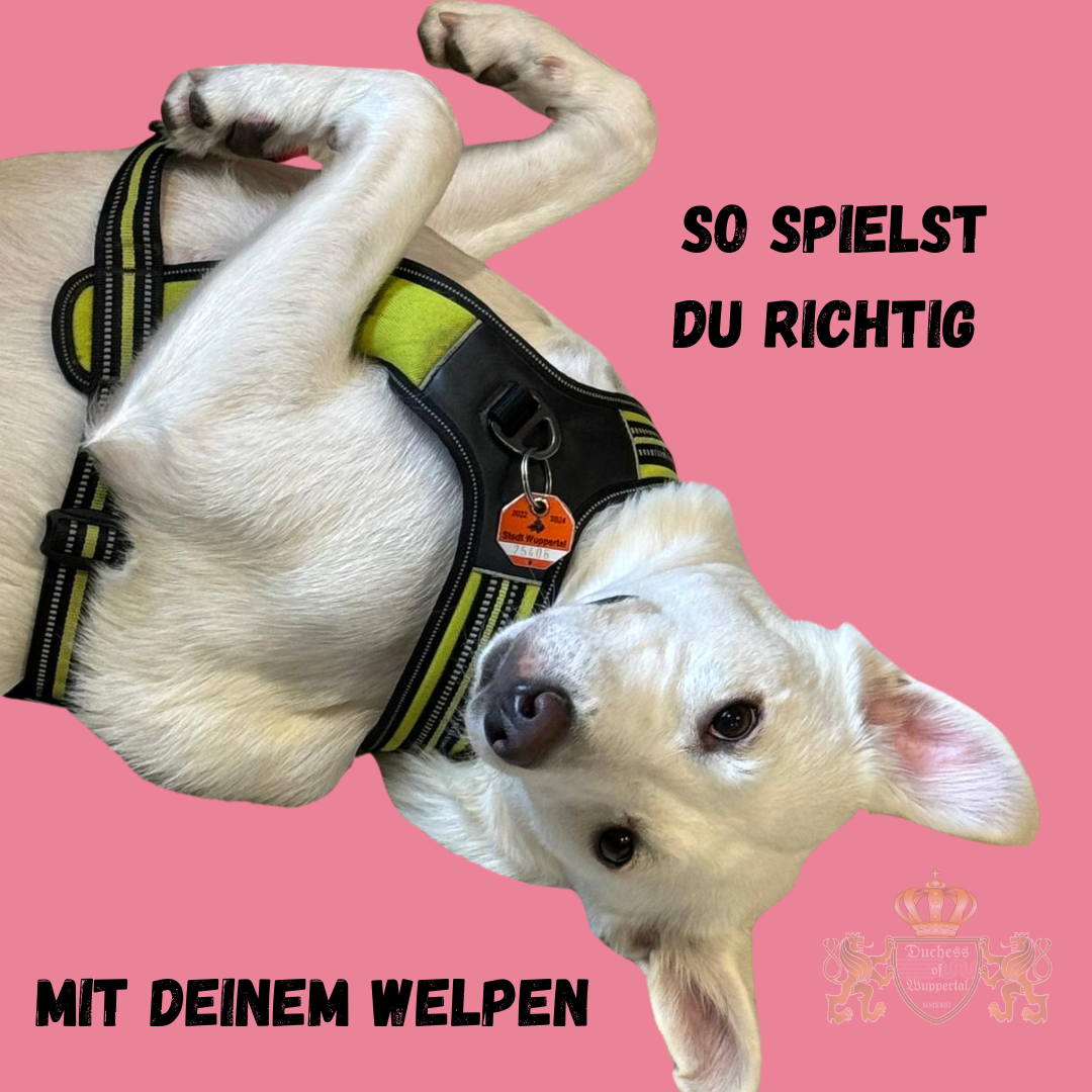 So spielst du richtig mit deinem Welpen: Tipps für spielerische Erziehung Lerne, wie du richtig mit deinem Welpen spielst und dabei gleichzeitig seine Erziehung förderst. Spaß und Lernen kombiniert! Das richtige Spiel mit deinem Welpen fördert nicht nur seine körperliche Entwicklung, sondern stärkt auch die Bindung und unterstützt die Erziehung. Mit den richtigen Spielen und Methoden machst du das Training spielerisch. Richtig mit deinem Welpen spielen, Welpenspiel, Welpenerziehung, Welpe spielerisch erziehen, Welpen Spiele, Welpe Spielregeln, Hundespiele Welpen, Welpen Spiele Training, Welpen Spiele Zuhause, Welpe Spielen draußen, Hundewelpe Spiel, Welpen Sozialisation, Welpentraining Spiele, Welpen Beschäftigung, Welpenspielzeug, Welpe Spieltraining, Welpen Spaß, Welpe Spielkameraden, Hundewelpen erziehen, Welpe Training Spiel, Welpe Spiele draußen, Welpe spielen und lernen, Welpe richtig trainieren, Hundewelpen Spielen, Welpenerziehung durch Spiel, Hund Spielregeln, Welpe Spielgewohnheiten, Welpenspiel und Lernen, Welpe Lernspiele, Welpe spielen lernen, Welpe Spielmethoden, Welpen Freizeit, Welpen Spielen richtig, Welpen Spielerziehung, Welpen Spiele für Zuhause
