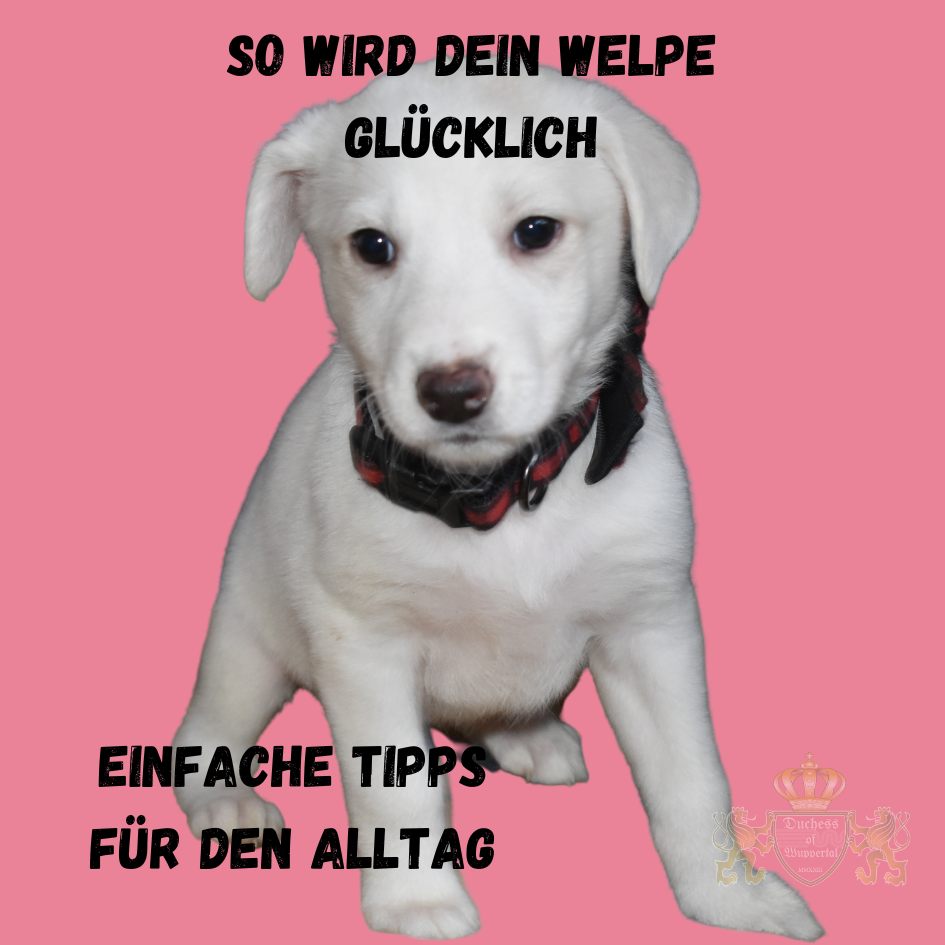 Mach deinen Welpen glücklich mit einfachen Tipps für den Alltag. Sorge für Zufriedenheit und Wohlbefinden im Alltag deines Hundes. Welpen glücklich zu machen, ist der Schlüssel zu einer starken Bindung und einem zufriedenen Zusammenleben. Mit unseren einfachen Alltagstipps kannst du sicherstellen, dass dein Welpe glücklich und ausgeglichen bleibt. Welpen glücklich machen, glücklicher Welpe, Tipps für glückliche Welpen, Welpen Zufriedenheit, glücklicher Hund Alltag, Welpen Wohlbefinden steigern, Welpen richtig erziehen, glücklicher Welpe Training, Welpen Alltagstipps, Welpen glücklich im Alltag, Welpe und Alltag, glücklicher Hund Erziehung, Welpen Bedürfnisse, Welpen Alltag gestalten, Hund Glück und Wohlbefinden, Welpen richtig versorgen, glücklicher Hund, Welpen und Alltag, Welpen Zufriedenheit Tipps, Welpen richtig führen, Hund und Glück, Welpen Glück, Welpen Zufriedenheit steigern, glücklicher Hund Tipps, Welpen sorgen für Glück, Hund glücklich machen, Hundetraining glücklich, Welpen Wohlbefinden Tipps, Hund Alltag richtig gestalten, Welpen richtig trainieren, glücklicher Welpe Alltag, Welpen und Hundetraining, Welpen erziehen Alltag, glücklicher Hund Erziehungstipps, Welpen Wohlbefinden, Welpen Alltag, Welpen richtig glücklich machen, Hund glücklich Alltag, Welpe glücklich im Alltag, Welpe und Wohlbefinden