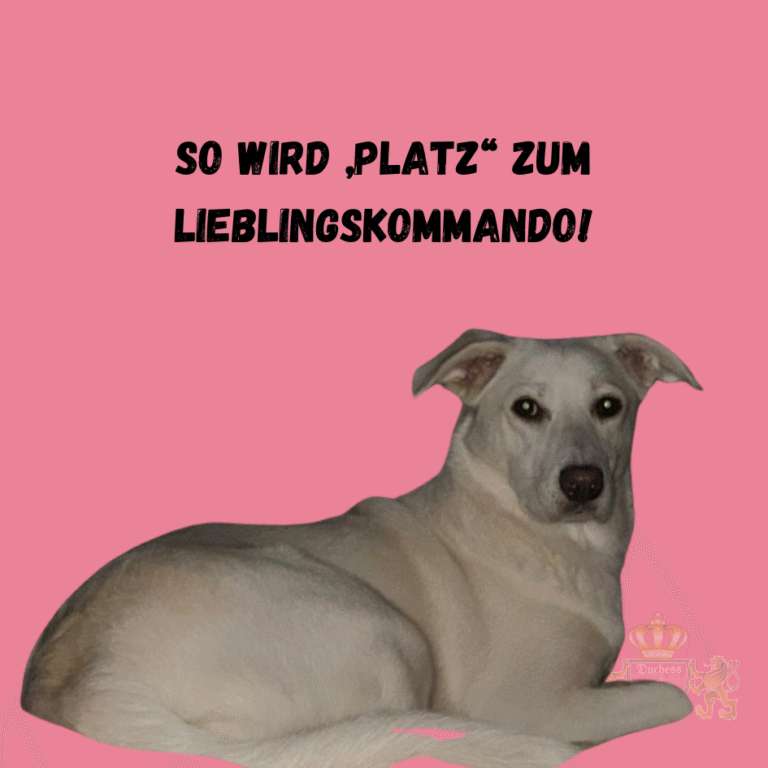 Bringe deinem Hund das „Platz“-Kommando spielerisch bei und mache es zu seinem Lieblingskommando. So klappt es leicht und effektiv. Das Platz-Kommando ist eines der wichtigsten Grundkommandos für Hunde. Mit den richtigen Methoden und Geduld wird dieses Kommando schnell zum Lieblingskommando deines Hundes. Platz-Kommando für Hunde, Hunde Platz beibringen, Hund Platz Kommando, Welpen Platz beibringen, Hund Platz Kommando Training, Hund Grundkommandos, Platz Kommando Hundetraining, Hund Kommandos beibringen, Hund Kommandotraining, Welpen Platz lernen, Hund Platz üben, Hund Kommando Platz, Hund Kommandos lernen, Hund Erziehung Platz, Hund Kommando Training, Hund Platz Kommando Tipps, Hund Grundgehorsam, Hund Grundkommandos Training, Welpen Platz Kommando, Hundetraining Platz Kommando, Hund Platz Kommando Trainingstipps, Hund Kommandos effektiv, Hund Platz und Bleib, Hund Kommandos erfolgreich trainieren, Welpen Erziehung Platz, Hund Platz Übung, Welpen Kommandos, Hund Gehorsam, Welpen Kommando Platz, Hund Sitz und Platz, Welpen Sitz und Platz beibringen, Hund Kommandos spielerisch, Hund Platz und Sitz, Hund Training Platz Kommando