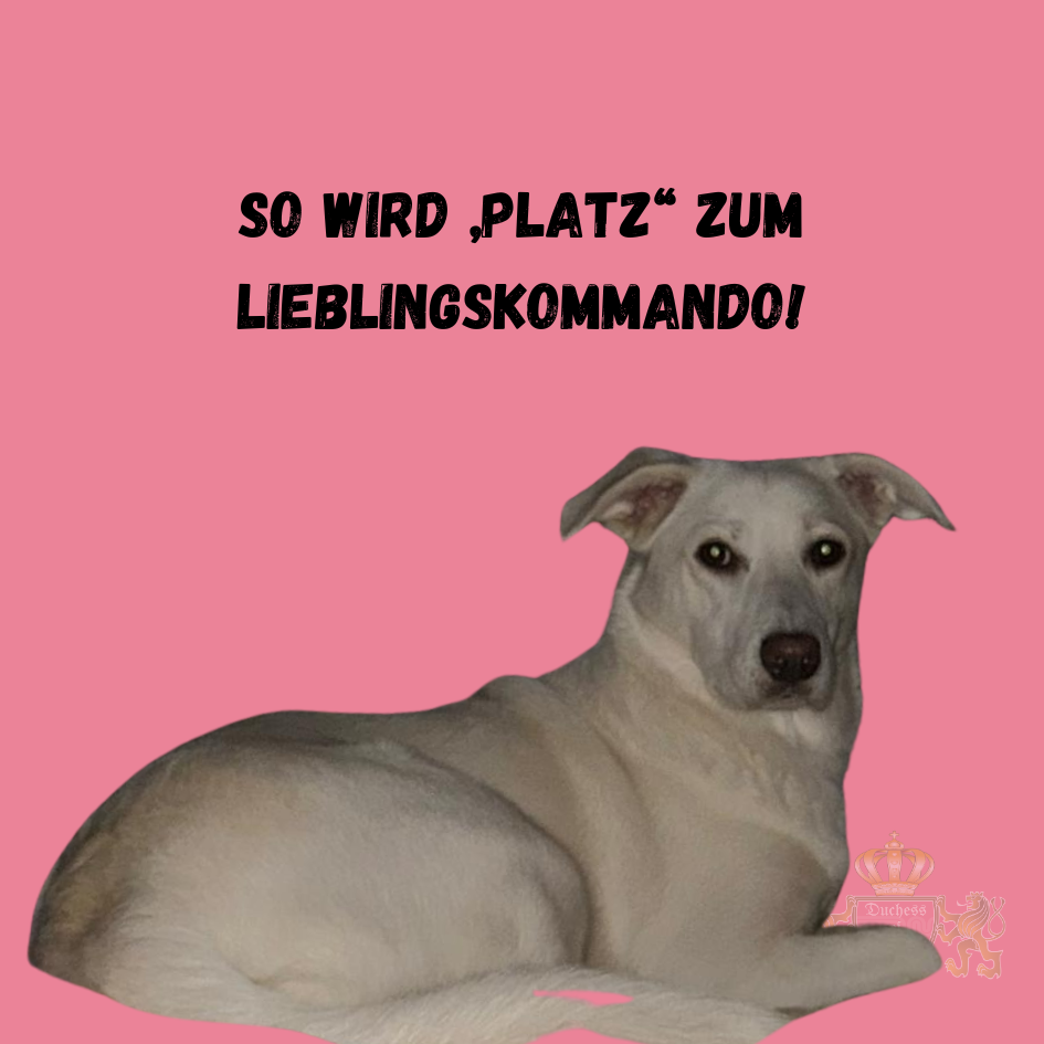 Bringe deinem Hund das „Platz“-Kommando spielerisch bei und mache es zu seinem Lieblingskommando. So klappt es leicht und effektiv. Das Platz-Kommando ist eines der wichtigsten Grundkommandos für Hunde. Mit den richtigen Methoden und Geduld wird dieses Kommando schnell zum Lieblingskommando deines Hundes. Platz-Kommando für Hunde, Hunde Platz beibringen, Hund Platz Kommando, Welpen Platz beibringen, Hund Platz Kommando Training, Hund Grundkommandos, Platz Kommando Hundetraining, Hund Kommandos beibringen, Hund Kommandotraining, Welpen Platz lernen, Hund Platz üben, Hund Kommando Platz, Hund Kommandos lernen, Hund Erziehung Platz, Hund Kommando Training, Hund Platz Kommando Tipps, Hund Grundgehorsam, Hund Grundkommandos Training, Welpen Platz Kommando, Hundetraining Platz Kommando, Hund Platz Kommando Trainingstipps, Hund Kommandos effektiv, Hund Platz und Bleib, Hund Kommandos erfolgreich trainieren, Welpen Erziehung Platz, Hund Platz Übung, Welpen Kommandos, Hund Gehorsam, Welpen Kommando Platz, Hund Sitz und Platz, Welpen Sitz und Platz beibringen, Hund Kommandos spielerisch, Hund Platz und Sitz, Hund Training Platz Kommando