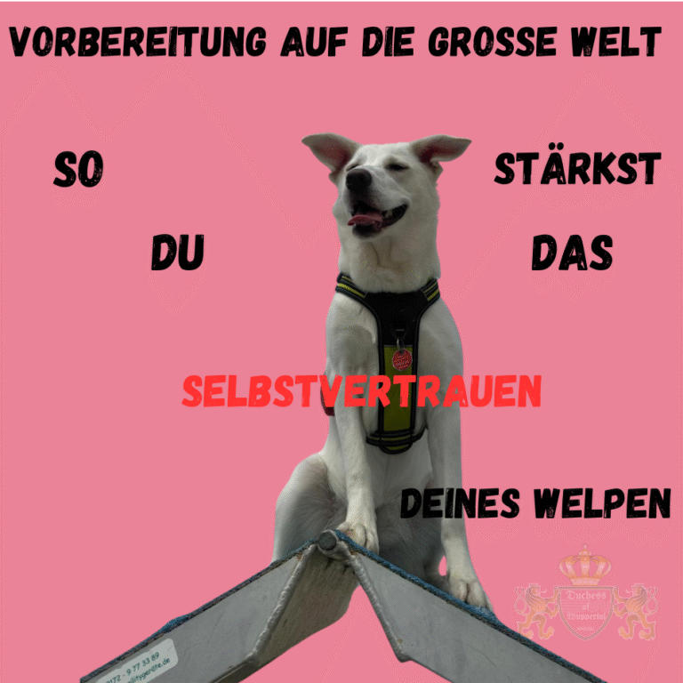 Stärk das Selbstvertrauen deines Welpen und bereite ihn auf die große Welt vor. Tipps für ein mutiges und ausgeglichenes Leben. Selbstvertrauen bei Welpen zu stärken ist der Schlüssel zu einem glücklichen und ausgeglichenen Hundeleben. Erfahre, wie du deinen Welpen optimal auf die große Welt vorbereitest und ihm Sicherheit gibst. Selbstvertrauen Welpen stärken, Welpen Selbstbewusstsein, Welpen mutig machen, Welpen Sicherheit geben, Welpen auf die Welt vorbereiten, Welpen richtig führen, Welpen sicher erziehen, Selbstbewusstsein Hund aufbauen, Welpen Erziehung Vertrauen, Welpen Mut trainieren, Welpen Sozialisation, Welpen Welt entdecken, Welpen auf Umwelt vorbereiten, Hund Vertrauen stärken, Welpen Erziehung Sicherheit, Hund Vertrauen und Mut, Welpen richtig aufziehen, Welpen Selbstbewusstsein fördern, Welpen Vertrauen stärken, Welpen Vertrauen erziehen, Hundewelpen Sicherheit, Welpen Erziehung Selbstvertrauen, Hund Welt entdecken, Welpen Erziehung Mut, Welpen Selbstbewusstsein Tipps, Welpen richtig erziehen Vertrauen, Welpen stark machen, Welpen auf neue Situationen vorbereiten, Welpen Vorbereitung, Welpen Umwelt kennenlernen, Welpen Erziehung Mut und Sicherheit, Welpen auf die Welt vorbereiten Tipps, Hund auf Umwelt vorbereiten, Welpen Vertrauen verbessern, Hund Umwelt kennenlernen, Welpen Vertrauen geben, Selbstvertrauen Hund aufbauen, Welpen richtig erziehen Mut, Hund Selbstbewusstsein fördern, Welpen Erziehung stark