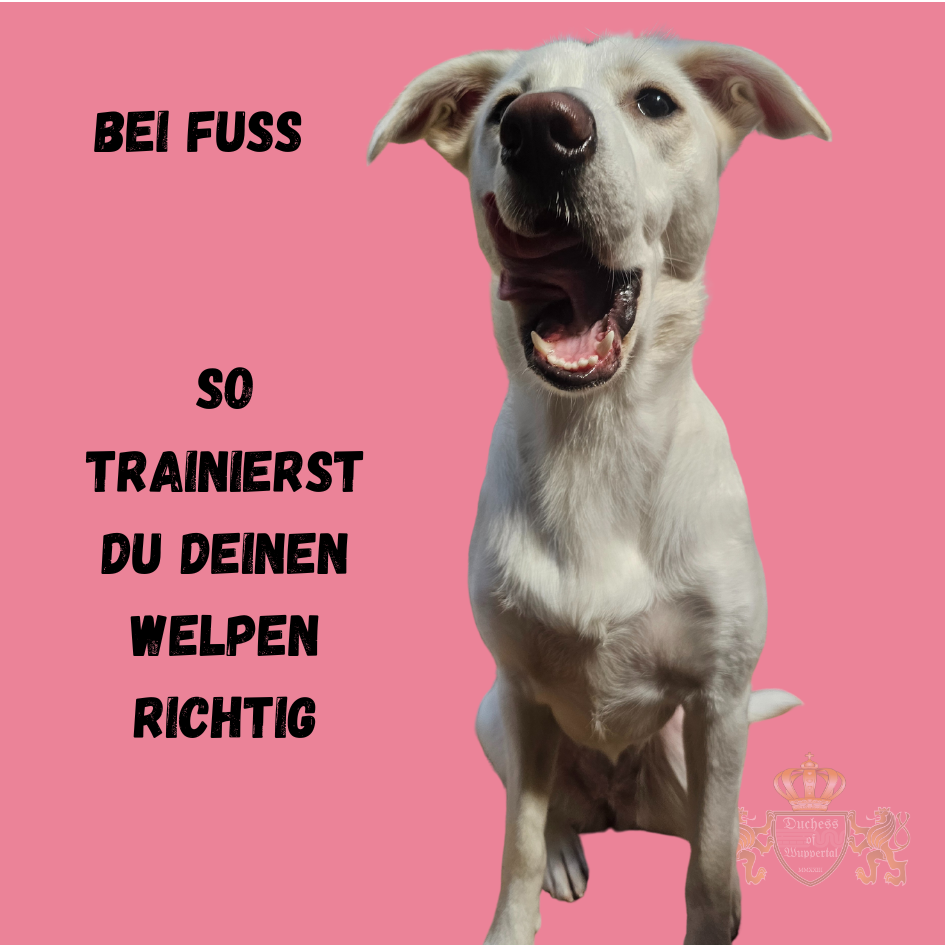 Bringe deinem Welpen das Kommando „Bei Fuß“ bei. Erfahre, wie du das Training Schritt für Schritt erfolgreich gestaltest. Welpen „Bei Fuß“ zu trainieren ist eine wichtige Übung für mehr Kontrolle im Alltag. Erfahre, wie du deinem Welpen das Kommando „Bei Fuß“ beibringst und das Training erfolgreich gestaltest. Welpen „Bei Fuß“ trainieren, Welpen Bei Fuß Kommando, Bei Fuß Hundetraining, Welpen richtig trainieren, Welpen Kommandos lernen, Welpen bei Fuß Anleitung, Welpen Gehorsam trainieren, Welpen Erziehung Bei Fuß, Welpen Führung beibringen, Welpen Kontrolle lernen, Welpen Bei Fuß üben, Welpen bei Fuß Training, Gehorsamstraining Welpen, Welpen Kommando Bei Fuß, Hund richtig trainieren, Welpen Erziehung Kontrolle, Welpen beibringen bei Fuß zu laufen, Welpen Leinenführigkeit, Welpen Training Bei Fuß, Hundetraining Kontrolle, Welpen richtig führen, Welpen an der Leine führen, Welpen Leinenführung, Hund bei Fuß laufen, Hund Bei Fuß üben, Welpen richtig führen, Training Kommandos Welpen, Hund bei Fuß lernen, Welpen Leinenführung beibringen, Training Welpen „Bei Fuß“, Welpen richtig an der Leine führen, Gehorsam Hundetraining Welpen, Welpen Führungskommando, Training „Bei Fuß“ für Welpen, Welpen Gehorsam verbessern, Welpen Kommandos beibringen, Hundetraining Bei Fuß erfolgreich, Welpen richtig kontrollieren, Gehorsam Hundetraining, Welpen Kommando Kontrolle, Training Schritt für Schritt Welpe, Welpen Führung verbessern