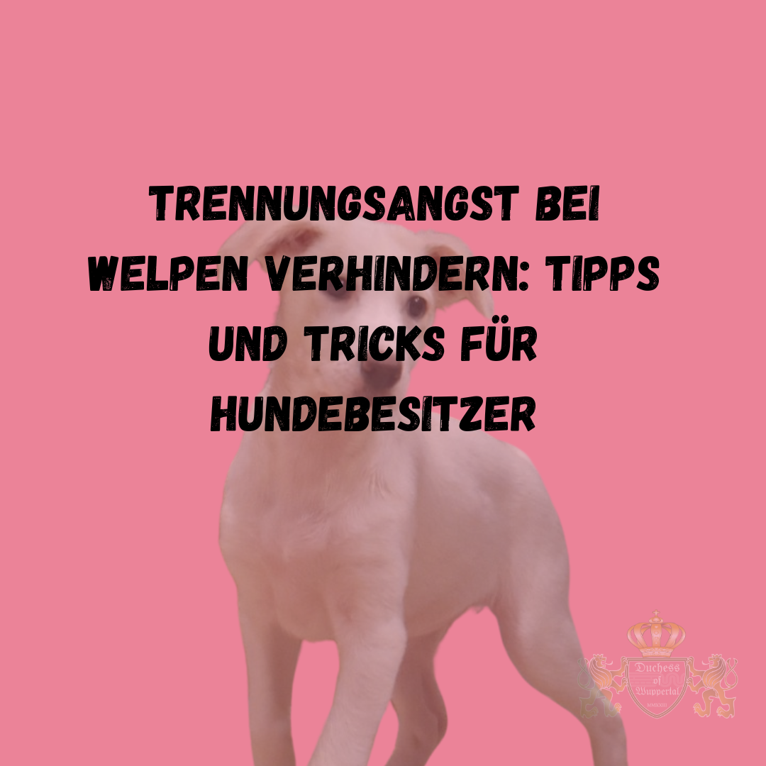 Trennungsangst bei Welpen kann eine echte Herausforderung sein. In diesem Artikel erfährst du, wie du mit einfachen Tipps und Tricks die Trennungsangst deines Welpen verhinderst und ihm hilfst, sich sicher und geborgen zu fühlen, auch wenn du nicht in der Nähe bist. Lerne, wie du Trennungsangst bei Welpen verhindern kannst. Diese Tipps und Tricks helfen dir, deinen Welpen sicher und angstfrei zu erziehen. Trennungsangst bei Welpen verhindern, Trennungsangst Welpen, Welpen ohne Angst alleine lassen, Welpen Erziehung Trennungsangst, Welpen alleine bleiben, Angst bei Welpen verhindern, Welpen Separation Anxiety, Trennungsangst Hund verhindern, Welpen beruhigen bei Trennung, Trennungstraining Welpen, Welpen an Alleinsein gewöhnen, Welpen angstfrei erziehen, Trennungsangst überwinden bei Welpen, Welpen Sicherheit, Trennungsangst bei Hunden vermeiden, Welpen mit Trennungsangst, Tipps gegen Trennungsangst Welpen, Tricks zur Vermeidung von Trennungsangst bei Welpen, Welpen Entspannung, Welpen beruhigen, Welpen Erziehung alleine bleiben, Trennung von Hund trainieren, Welpen Bindung stärken, Trennungsangst bei Hunden, Welpen und Trennung, Welpen ohne Trennungsangst, Hundeangst bei Trennung verhindern, Welpen stressfrei alleine lassen, Trennungssituationen Welpen, Welpen für Trennung vorbereiten, Welpen Alleinsein üben, Trennungsangst Welpen verhindern, Welpen Sicherheiten geben, Trennung von Welpen, Welpen Alleinsein Training.