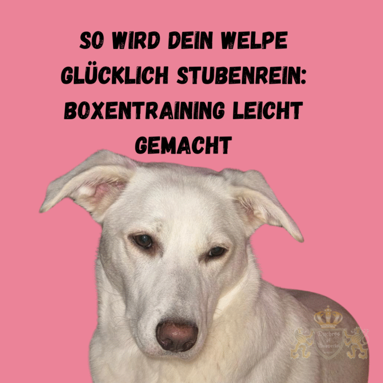 Käfigtraining für Welpen kann eine großartige Methode sein, deinem Hund Sicherheit und Struktur zu bieten. Mit dieser Schritt-für-Schritt-Anleitung wirst du lernen, wie du deinen Welpen stressfrei an die Hundebox gewöhnst, sodass er sie als seinen sicheren Rückzugsort ansieht. Mit dieser Schritt-für-Schritt-Anleitung gewöhnst du deinen Welpen stressfrei an die Hundebox. Erfahre, wie dein Welpe die Box als sicheren Ort lieben lernt. Käfigtraining Welpen, Welpe Käfigtraining, Hundebox Training, Welpen an Hundebox gewöhnen, Käfigtraining Schritt für Schritt, Boxentraining Welpe, Welpe sicher in Box, Hundebox für Welpen, Welpen an Box gewöhnen, Welpen Käfig Training Tipps, Welpen Box Training, Welpe Käfig Anleitung, Welpe stressfrei an Box gewöhnen, Hundebox als Rückzugsort, Welpe sicher transportieren, Käfigtraining Hund, Welpe in Box ruhig, Boxtraining Welpen, Welpen sicher an Käfig gewöhnen, Boxengewöhnung Welpe, Welpen ruhig in Box, Hundebox Gewöhnung, Welpe Box Training leicht, Käfig für Welpen, Welpe an Box Training, Käfigtraining Hund einfach, Welpen Käfig Tipps, Welpe Box sicher, Welpe Hundebox einführen, Welpen Sicherheit Box, Welpe in Hundebox beruhigen, Käfigtraining für Welpen, Welpen Boxengewöhnung, Box Training Welpen einfach, Käfigtraining für Hundewelpen, Welpen sicher in Hundebox.