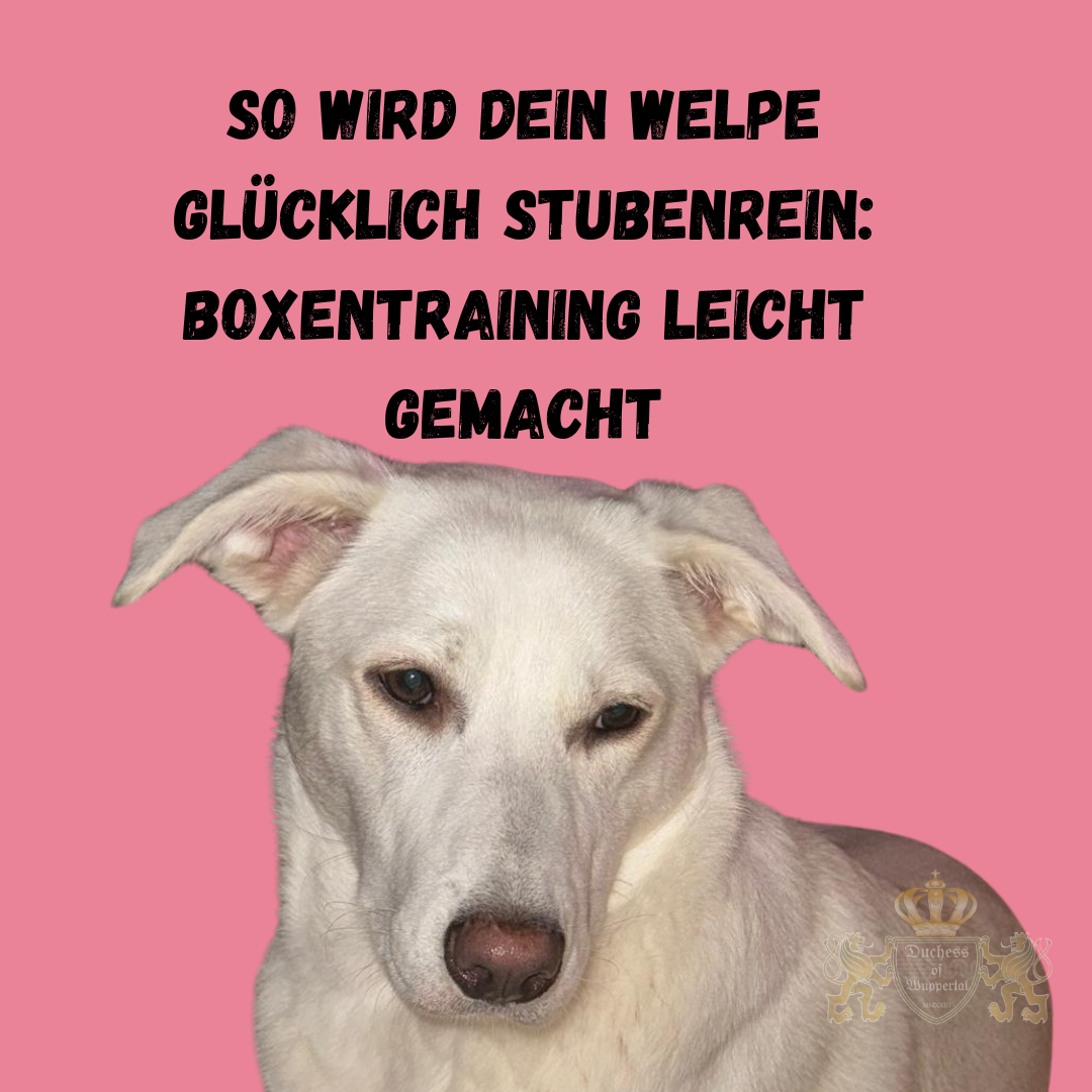 Käfigtraining für Welpen kann eine großartige Methode sein, deinem Hund Sicherheit und Struktur zu bieten. Mit dieser Schritt-für-Schritt-Anleitung wirst du lernen, wie du deinen Welpen stressfrei an die Hundebox gewöhnst, sodass er sie als seinen sicheren Rückzugsort ansieht. Mit dieser Schritt-für-Schritt-Anleitung gewöhnst du deinen Welpen stressfrei an die Hundebox. Erfahre, wie dein Welpe die Box als sicheren Ort lieben lernt. Käfigtraining Welpen, Welpe Käfigtraining, Hundebox Training, Welpen an Hundebox gewöhnen, Käfigtraining Schritt für Schritt, Boxentraining Welpe, Welpe sicher in Box, Hundebox für Welpen, Welpen an Box gewöhnen, Welpen Käfig Training Tipps, Welpen Box Training, Welpe Käfig Anleitung, Welpe stressfrei an Box gewöhnen, Hundebox als Rückzugsort, Welpe sicher transportieren, Käfigtraining Hund, Welpe in Box ruhig, Boxtraining Welpen, Welpen sicher an Käfig gewöhnen, Boxengewöhnung Welpe, Welpen ruhig in Box, Hundebox Gewöhnung, Welpe Box Training leicht, Käfig für Welpen, Welpe an Box Training, Käfigtraining Hund einfach, Welpen Käfig Tipps, Welpe Box sicher, Welpe Hundebox einführen, Welpen Sicherheit Box, Welpe in Hundebox beruhigen, Käfigtraining für Welpen, Welpen Boxengewöhnung, Box Training Welpen einfach, Käfigtraining für Hundewelpen, Welpen sicher in Hundebox.