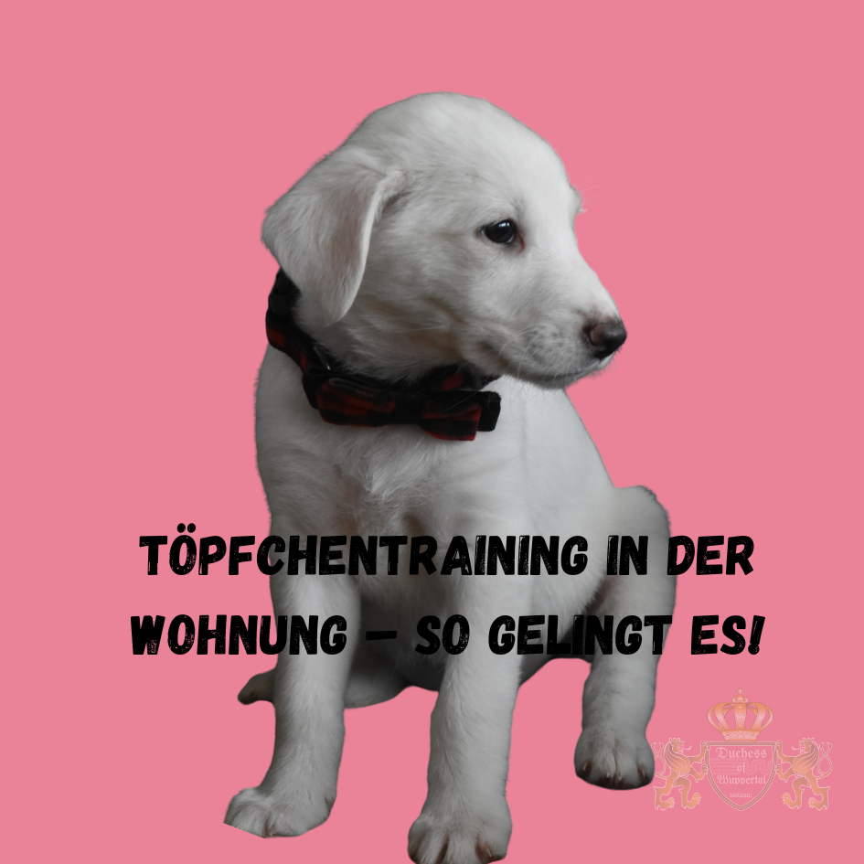 Welpen auf dem Töpfchen trainieren in einer Wohnung? Mit diesen Tipps wird Ihr Welpe schnell stubenrein. Erfahren Sie mehr über erfolgreiches Training. Das Training eines Welpen auf dem Töpfchen kann in einer Wohnung eine Herausforderung sein. Mit den richtigen Techniken und viel Geduld können Sie jedoch Ihren Welpen erfolgreich stubenrein bekommen. In diesem Artikel zeigen wir Ihnen, wie Sie Ihren Welpen auf dem Töpfchen trainieren, auch wenn Sie in einer Wohnung leben. Welpen stubenrein, Welpen Töpfchentraining, Welpen auf dem Töpfchen trainieren, Welpen stubenrein bekommen, Welpen stubenrein in Wohnung, Welpen stubenrein Tipps, Töpfchentraining Welpen, Welpen in Wohnung trainieren, Stubenreinheit Welpen, Welpen stubenrein schnell, Welpen Töpfchen Routine, Welpen Stubenrein-Training, Stubenrein Training Wohnung, Hundewelpen stubenrein, Welpen stubenrein Plan, Welpen in Wohnung stubenrein, Töpfchen-Training Hund, Wohnungstraining Welpe, Welpen Stubenrein-Routine, Welpen stubenrein Methode, Welpen stubenrein Anleitung, Welpen Töpfchentraining Wohnung, Welpen stubenrein Techniken, Welpen stubenrein Tricks, Stubenreinheit Hund, Welpe stubenrein schnell, Welpen stubenrein Gewohnheiten, Welpen Töpfchentraining Tipps, Welpen in Wohnung Stubenreinheit, Welpen stubenrein Plan Wohnung, Hund stubenrein Wohnung, Welpen Stubenrein-Training Wohnung, Welpe stubenrein Haus, Welpen stubenrein indoor, Welpen stubenrein Wohnung, Hundewelpe stubenrein, Welpen stubenrein Schritt für Schritt, Stubenrein-Training Hund, Welpe in Wohnung stubenrein, Welpen stubenrein Erziehung, Hund stubenrein bekommen