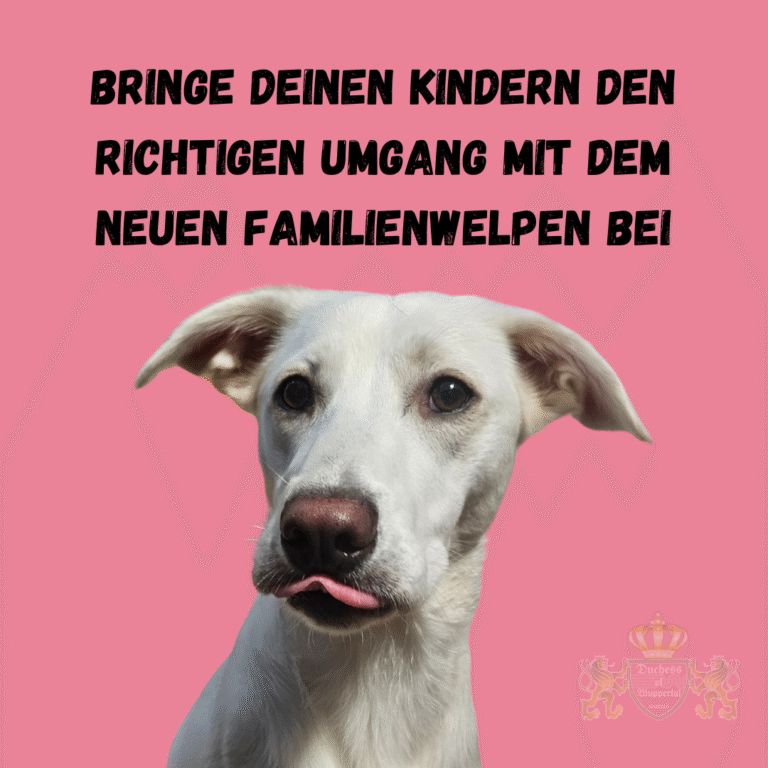 Die Ankunft eines neuen Welpen ist eine aufregende Zeit, besonders für Kinder. Doch es ist wichtig, ihnen beizubringen, wie sie den neuen Welpen richtig behandeln. In diesem Artikel erfährst du, wie du deinen Kindern den respektvollen Umgang mit eurem neuen Familienmitglied beibringst. Wie man Kindern beibringt, den neuen Welpen richtig zu behandeln – Tipps für eine harmonische Beziehung Bringe deinen Kindern bei, wie man den neuen Welpen respektvoll behandelt. So gelingt der Start mit deinem Welpen und den Kindern erfolgreich.Kindern Welpen beibringen, Welpen behandeln lernen, Wie man Kindern Welpen Umgang beibringt, Kindern Welpen richtig behandeln, Welpen Umgang für Kinder, Welpen und Kinder Erziehung, Kind und Hund Welpen, Welpen Kinder Regeln, Welpen Umgang mit Kindern, Welpenerziehung für Kinder, Kinder und Welpen Tipps, Kinder respektvoller Umgang mit Welpen, Kindern den Umgang mit Welpen beibringen, Welpen in der Familie, Welpen Kinder Sicherheit, Welpen und Kind, Wie Kinder Welpen richtig behandeln, Kinderfreundliche Welpen Erziehung, Welpen Pflege mit Kindern, Welpen Verhalten und Kinder, Kindergerechte Welpenerziehung, Welpen Training mit Kindern, Kindern Regeln für Welpen beibringen, Welpen und Kindersicherheit, Welpen Einführung für Kinder, Welpen in der Familie richtig einführen, Kindern Verantwortung für Welpen beibringen, Kinder und Hundeerziehung, Kindgerechte Hundeverhaltensregeln, Kindern respektvollen Umgang mit Tieren beibringen.