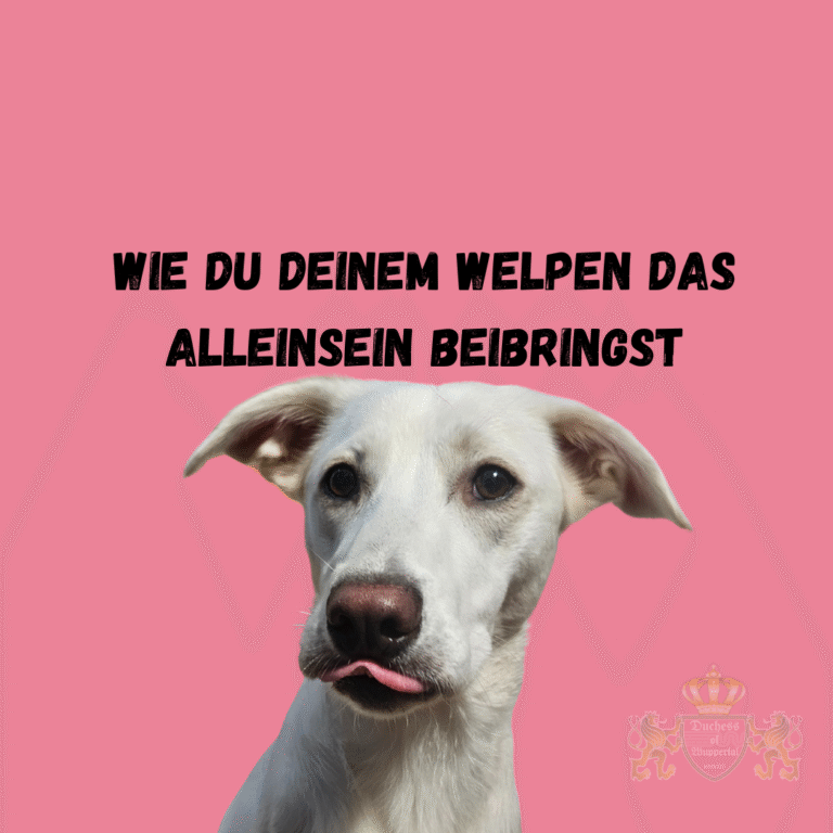 Das Alleinsein kann für Welpen eine große Herausforderung darstellen. In diesem Artikel erfährst du, wie du deinem Welpen beibringen kannst, alleine zu bleiben, ohne Stress oder Angst. Entdecke effektive Methoden, um deinem Welpen das Alleinsein schrittweise und positiv zu vermitteln. Lerne, wie du deinem Welpen das Alleinsein beibringst. Effektive Tipps und Methoden für ein stressfreies Alleinsein deines Welpen. Welpen alleine lassen, Welpe Alleinsein trainieren, Welpen alleine zu Hause, Welpen allein bleiben, Training für Welpen Alleinsein, Welpen und Alleinsein, Wie Welpen alleine bleiben, Tipps für Welpen Alleinsein, Welpen stressfreies Alleinsein, Welpen alleine lassen lernen, Welpen Einzelfähigkeit, Welpen und Trennungsangst, Welpen alleine zu Hause gewöhnen, Wie man Welpen alleine lässt, Welpen und Unabhängigkeit, Welpen Alleinsein Tipps, Stressfreies Alleinsein für Welpen, Welpen Zuhause alleine, Welpen allein bleiben Training, Alleinsein für Welpen beibringen, Welpen Trennungstraining, Welpen alleine lassen ohne Stress, Welpen alleine lassen schrittweise, Welpen Alleinsein Methode, Welpen Gewöhnung Alleinsein, Welpen alleine lassen ohne Angst, Welpen in Ruhe alleine lassen, Welpen und alleine bleiben, Welpen Alleinsein verbessern, Welpen Stress vermeiden alleine, Welpen Alleinsein richtig trainieren, Welpen alleine lassen erfolgreich, Welpen mit Trennungsangst helfen, Welpen auf das Alleinsein vorbereiten, Welpen Zuhause alleine erziehen, Welpen Alleinsein Tipps und Tricks