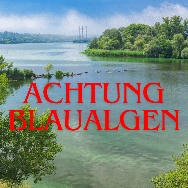 Schütze deinen Hund vor Blaualgen! Erfahre, wie du Vergiftungen vermeidest und erkennst. Tipps für sicheres Schwimmen im Sommer. Blaualgen, Blaualgenvergiftung, Hund schwimmen, gefährliche Blaualgen, Hunde Gesundheit, Hund schützen, Algenvergiftung Hund, Symptome Blaualgen, Sommer Hund, Cyanobakterien, stehende Gewässer, Blaualgen Hund erkennen, Hund erbsengrünes Wasser, Algen im Teich, Vergiftungsanzeichen Hund, Tipps Hund Wasser, Sommer mit Hund, Hund sicher, Welpen schützen, Hundebesitzer, Hund und Wasser, Blaualgen im Sommer, Hundevorsorge, Tödliche Algen Hund, Haustier Sicherheit, Hund Hitze, Gewässer Blaualgen, Hunde Schwimmen Sicherheit, Hund Blaualgen behandeln, Hunde Vergiftungssymptome, Hund Blaualgen Kontakt, Hund Blaualgen vermeiden, Schutz vor Blaualgen, Gefahr im Wasser Hund, Blaualgen erkennen, Hund Outdoor, Hund Natur, Sommergefahren Hund, Tierarzt Blaualgen.