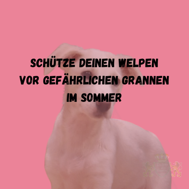 Im Sommer können Grannen eine echte Gefahr für deinen Welpen darstellen. In dieser Anleitung erfährst du, wie du deinen Welpen vor den gefährlichen Grannen schützt und sicher durch die warme Jahreszeit bringst. Erfahre, wie du deinen Welpen im Sommer vor gefährlichen Grannen schützen kannst – einfache und effektive Tipps für eine sichere Saison. Schütze deinen Welpen vor Grannen, Grannen im Sommer vermeiden, Welpen Grannen Schutz, Grannen Hund, Hund schützen vor Grannen, Grannen entfernen Hund, Grannen bei Welpen, Sommergefahren Welpen, Grannen in den Pfoten, Grannen im Fell, Gefahren für Welpen im Sommer, Grannen erkennen, Hunde Grannen Risiko, Grannen vorbeugen, Hund Grannen entfernen, Grannen gefährlich für Hunde, Grannen Hund schützen, Grannen Hund Pflege, Grannen und Hunde, Grannen Verletzung Hund, Welpen Sommerpflege, Grannen Gefahr Hund, Sommergefahren für Hunde, Grannen entfernen Anleitung, Sommer Vorsichtsmaßnahmen für Welpen, Hund Grannen Vermeidung, Grannen Pflege Hund, Grannen Risiko Sommer, Welpen draußen im Sommer, Hund sicher im Sommer, Sommerpflege für Welpen, Grannen in Ohren Hund, Hund Grannen sicher entfernen, Sommerhitze und Grannen, Hund Grannen Tipps, Sommer mit Welpen sicher gestalten