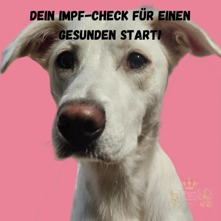 Erfahre alles über wichtige Welpenimpfungen gegen Staupe, Parvovirus und Tollwut und wie sie deinen Welpen gesund halten. Wichtige Welpenimpfungen spielen eine zentrale Rolle in der Vorsorge für ein gesundes Hundeleben. Durch den Schutz vor Krankheiten wie Staupe, Parvovirus und Tollwut legst du den Grundstein für das Wohlbefinden deines Welpen. wichtige Welpenimpfungen, Welpenimpfungen, Staupe Impfung, Parvovirus Impfung, Tollwut Impfung, Welpen Gesundheit, Welpen Impfschutz, Hund Impfung, Welpen impfen lassen, Welpen Impfplan, Impfung Welpe, Welpen Krankheiten vorbeugen, Hunde Impfungen, Welpen Gesundheitsvorsorge, Welpen Impfung Ablauf, Welpen Schutzimpfung, Impfung Staupe, Welpen Immunisierung, Hund Tollwut Impfung, Welpenimpfung Staupe, Impfung Welpe Tollwut, Parvovirus Hund, Parvovirus Schutz Welpe, Welpe Impfungen notwendig, Tollwut Schutz Hund, Hund Staupe Schutz, Welpen Krankheiten verhindern, Hund Impfung Parvovirus, Staupe vorbeugen, Welpen Tierarzt, Impfschutz Hundewelpe, Welpen Impfungen sicherstellen, Welpen Impfplan erstellen, Hund Tollwut Vorbeugung, Welpen Impfung FAQs, Welpen Gesundheitsvorsorge Tipps, Welpe Krankheiten verhindern, Hundewelpen impfen, Welpen impfen Termine, Welpen Tierarztbesuche, Welpen Gesundheitscheck, Impfstoffe Welpen