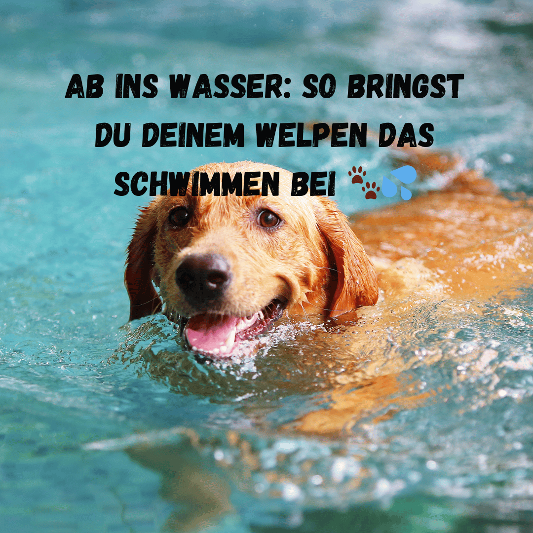 Welpen schwimmen lernen, Schwimmweste für Hunde, Hund im Wasser, Welpe an Wasser gewöhnen, Blaualgen Hunde, Sicherheit beim Schwimmen, Hunde Wasserspaß, Welpe und Wasser, Hund im See schwimmen, Welpe Blaualgen, Hund im Pool, Hund schwimmen, Hund Wasservermeidung, Wasservergiftung Hund, Hund Wasser Sicherheit, Welpen Wassergewöhnung, Hund Wassergewöhnung, Hund Strömungen, Welpe im See, Hund Wasserleinen, Welpen Schwimmwesten, Welpe beim Schwimmen, Hund und Wasser, Hund im Sommer, Hund abkühlen, Hund und Schwimmen, Welpe Bootfahren, Hund Strömungen vermeiden, Welpe beim Schwimmen schützen, Wassergefahren Hund, Welpe Schwimmunterricht, Hund im See, Welpe Pool, Welpe Wassertraining, Hund schwimmt nicht, Welpe Wassergewöhnung, Hund schwimmen Tipps, Hund Blaualgen, Hund im offenen Wasser, Welpe Strömungen, Welpe im Sommer, Hund Wasserunfall vermeiden, Hund schwimmen Leine, Welpe schwimmen lernen, Hund im Wasser sicher, Hund Sommer.