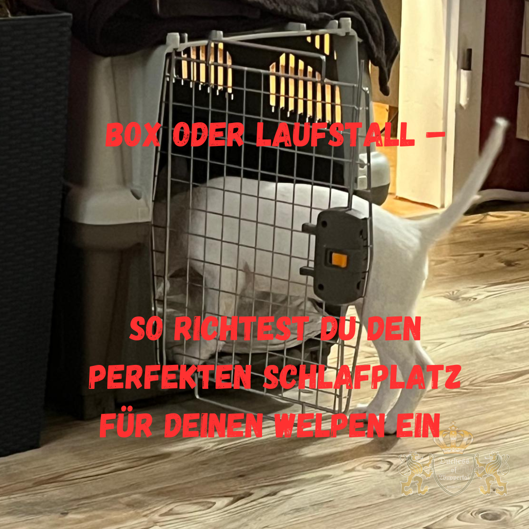 Welpenbox, Laufstall Welpe, Hundebox, Box Training, Welpenlaufstall, Welpen Schlafplatz, Töpfchentraining Welpe, Welpen Kauknochen, Welpen Erziehung, Welpenzubehör, Welpen Sicherheit, Welpen Rückzugsort, Welpenbett, Welpen Spielzeug, Hundewelpe Tipps, Welpenverhalten, Box Training Tipps, Welpenlaufstall Vorteile, Welpenlaufstall Tipps, Welpenbox Einrichtung, Hundeerziehung Welpe, Welpengewöhnung Box, Welpe Laufstall Training, Welpenlaufstall Aufbau, Hundebox Größe Welpe, Welpenberuhigung, Welpentraining, Welpen Schlafgewohnheiten, Welpen Box Wahl, Hundebox Kaufberatung, Welpen Rückzugsort Gestaltung, Welpen in der Wohnung, Welpen sicher schlafen, Welpen auslasten, Welpen Spielmöglichkeiten, Welpenbox Größe, Welpenbox Wahl, Hundeboxen Welpen, Welpenpflegetipps, Welpen Alltag, Welpen aufziehen, Welpenpflege Ratschläge, Welpen Zuhause