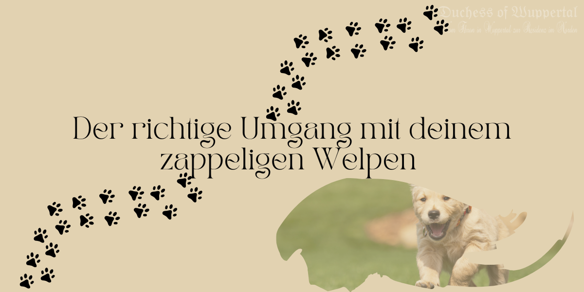 Welpenbetreuung, Welpentraining, Geschirr für Welpen, Welpenpflege, Tierarztbesuche, Umgang mit Welpen, Haustierpflege, zappeliger Welpe, Tipps für Welpenbesitzer, Fellpflege, Sozialisierung von Welpen, Welpenhochheben, Handhabungsroutinen, sichere Handhabung von Welpen, Leinenführung, Einstiegsgeschirr, Über-Kopf-Geschirr, Futterbelohnung, Geduld mit Welpen, Spielzeit mit Welpen, Welpenerziehung, Welpenverhalten, Liebe zu Haustieren, Unterstützung für Welpen, Körpersprache von Welpen, Stressfreies Handling, Trainingstipps, positive Verstärkung, Hundefriseur, Welpengewöhnung, Routine für Welpen, Tierarztangst, Welpenpsychologie, frühes Training, sichere Pflege, glückliche Welpen, entspannte Haustiere, harmonisches Zusammenleben, Tierliebe
