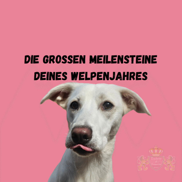 Das erste Jahr deines Welpen ist voller wichtiger Meilensteine, die seine Entwicklung prägen. In diesem Artikel erfährst du, welche wesentlichen Fortschritte du in jedem Lebensmonat deines Welpen erwarten kannst. Lerne, wie du diese Meilensteine unterstützen kannst, um deinem Welpen ein gesundes und glückliches Leben zu ermöglichen. Entdecke die wichtigsten Meilensteine für das erste Jahr deines Welpen. Lerne, welche Fortschritte du erwarten kannst und wie du deinen Welpen unterstützen kannst. Meilensteine für das erste Jahr des Welpen, Welpen Entwicklung erste Jahr, Welpen Fortschritte erstes Jahr, Welpen erste Lebensmonate, Welpen Entwicklungsphasen, Welpen Wachstum und Entwicklung, Wichtige Meilensteine Welpen, Welpen im ersten Jahr, Welpen Monate Meilensteine, Welpen Erziehung und Entwicklung, Welpen erstes Jahr Tipps, Entwicklungsmeilensteine Welpen, Welpen erste Jahre lernen, Welpen erste Monate, Welpen Entwicklung überwachen, Meilensteine Welpen Jahr, Welpen Fortschritte, Welpen Wachstumsschritte, Welpen Entwicklungsstufen, Welpen erste Jahre begleiten, Welpen Training erste Monate, Welpen Verhalten im ersten Jahr, Welpen Entwicklung und Pflege, Welpen Meilensteine unterstützen, Welpen erstes Jahr planen, Welpen Wachstumsphasen, Welpen Entwicklung im Überblick, Welpen und ihre Meilensteine, Welpen Entwicklung verstehen, Welpen Wachstumsphasen Tipps, Welpen erste Monate Erziehung, Welpen Jahr Planung, Welpen Fortschritte überwachen, Welpen Entwicklungsphasen Tipps, Welpen Pflege erste Jahre, Welpen und wichtige Meilensteine.