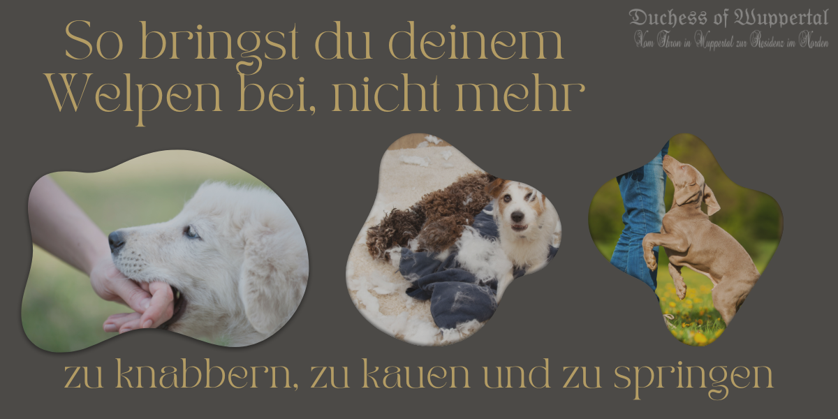 Welpen knabbern abgewöhnen, Welpe knabbert, Welpe kauen abgewöhnen, Welpe erziehen, Welpe springt, Welpen Training, Hund knabbern abgewöhnen, Welpe beißt, Welpe Kauspielzeug, Hund knabbert an allem, Welpe kaut an Händen, Welpe kaut an Leine, Welpe kaut auf Schuhen, Hund kaut, Welpe knabbern Ursachen, Welpen Verhalten, Welpen knabbern, Hund knabbern verhindern, Hund Erziehung, Welpen Tipps, Welpe Beißmuster, Welpe Training zuhause, Welpenerziehung, Welpe knabbern loswerden, Welpe Entwöhnung Kauen, Welpe Beißspielzeug, Hund knabbern Ursachen, Welpe unerzogen, Welpe kauen, Welpe trainieren, Welpe Box Training, Hund beißen verhindern, Welpen Spiele, Welpe ruhig werden, Welpen Energie abbauen, Welpe abends knabbern, Welpen knabbern verhindern